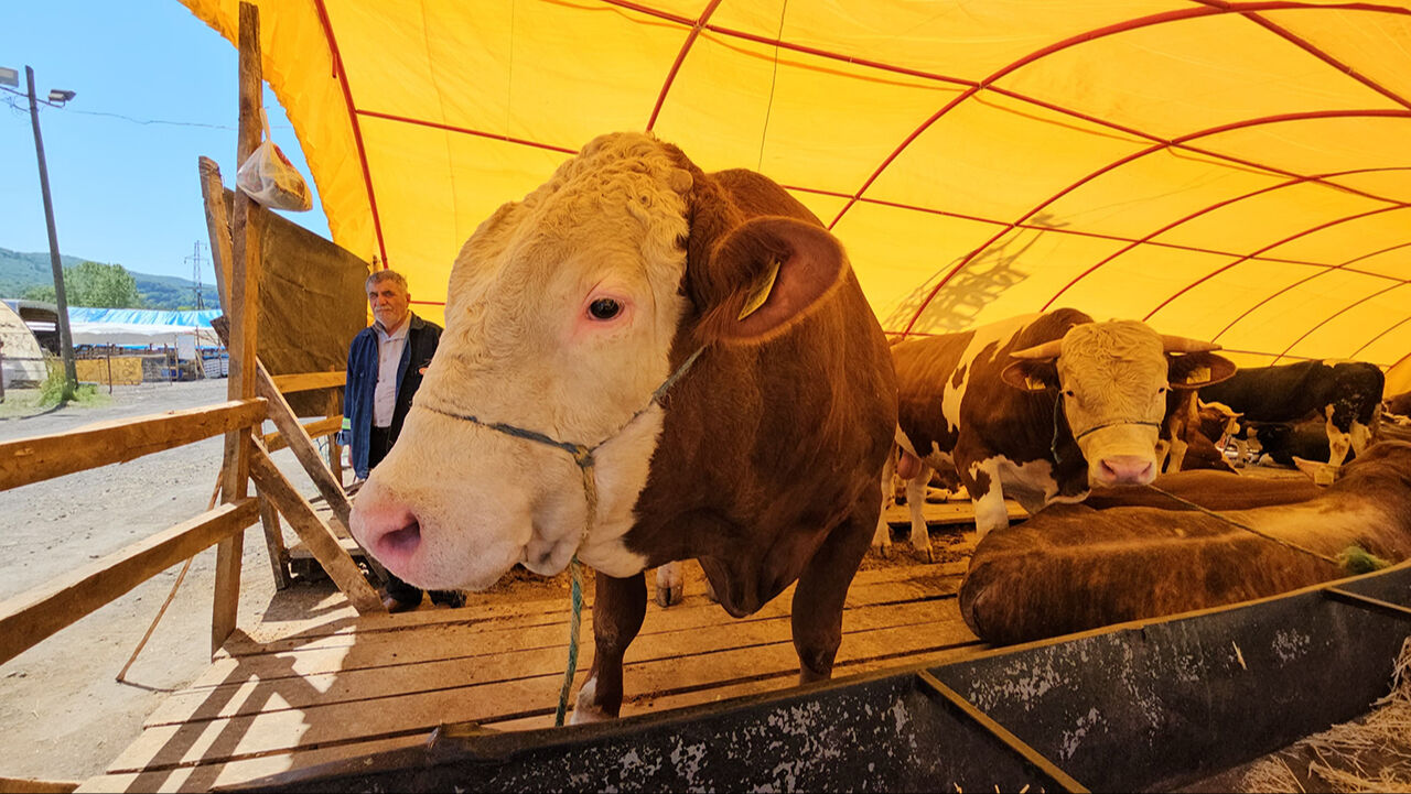 Pazarın rekorunu ‘Yıldız' kırdı! Kurbanlık hayvan fiyatıyla birinci sıraya yerleşti - 1. Resim