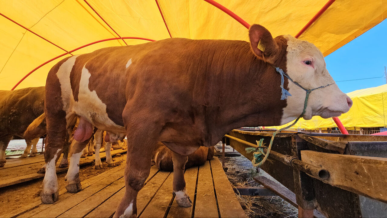 Pazarın rekorunu ‘Yıldız' kırdı! Kurbanlık hayvan fiyatıyla birinci sıraya yerleşti - 2. Resim