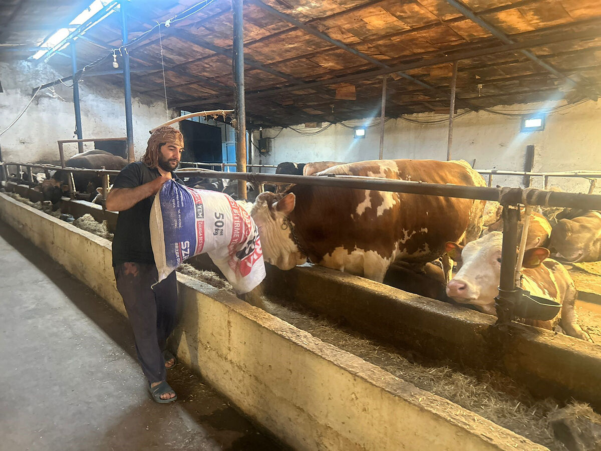 Pazarlıklar kızıştı! Hayvanlar tükenmeye mi başladı? Kurban pazarında dikkat çeken son durum - 5. Resim