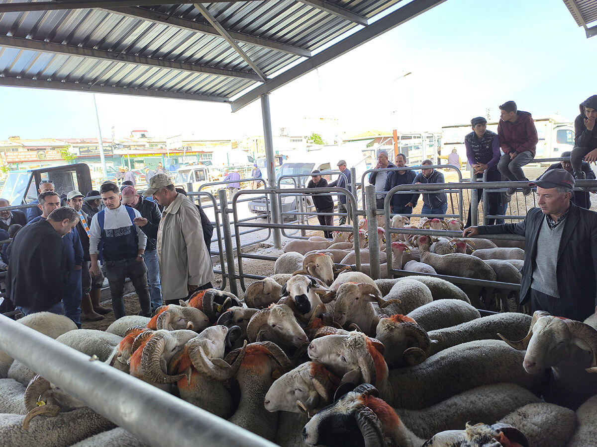 Pazarlıklar kızıştı! Hayvanlar tükenmeye mi başladı? Kurban pazarında dikkat çeken son durum - 2. Resim