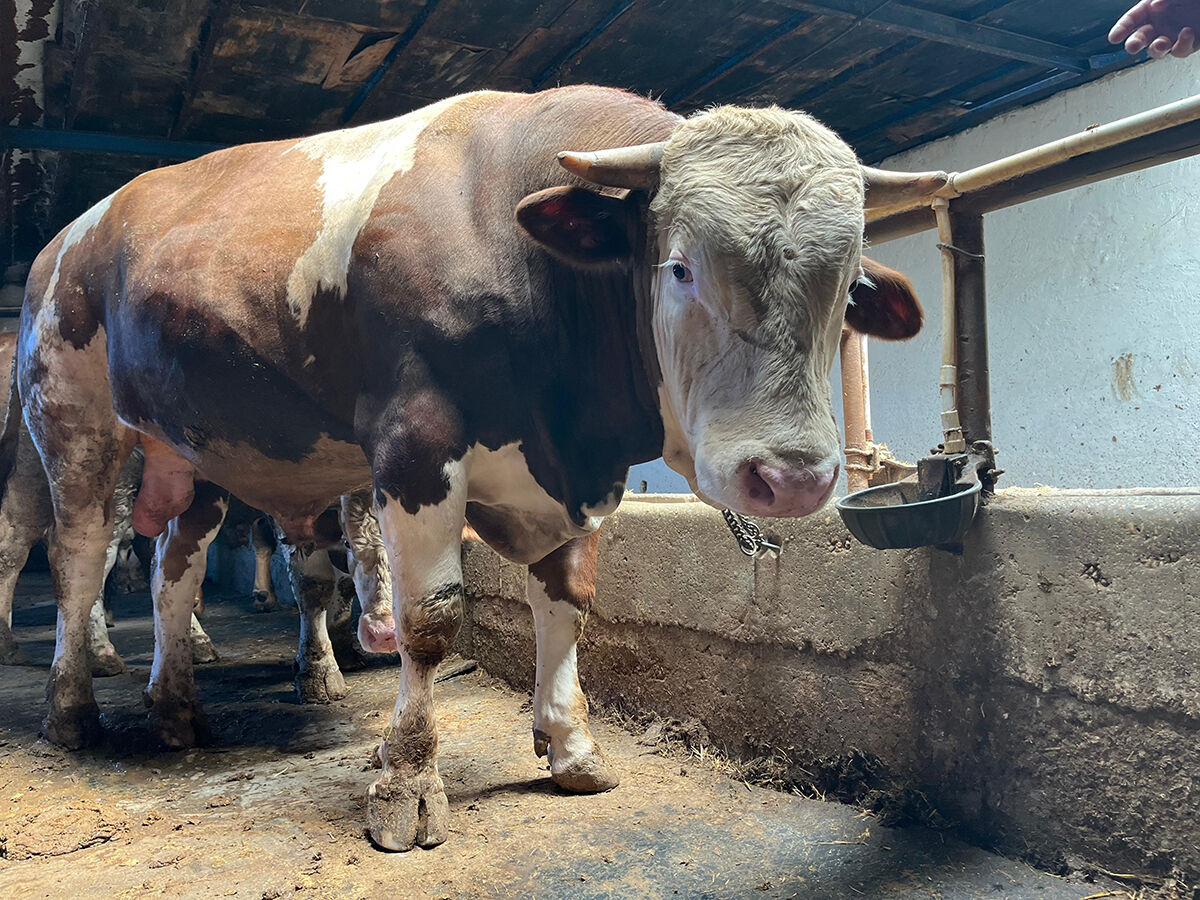 Pazarlıklar kızıştı! Hayvanlar tükenmeye mi başladı? Kurban pazarında dikkat çeken son durum - 4. Resim