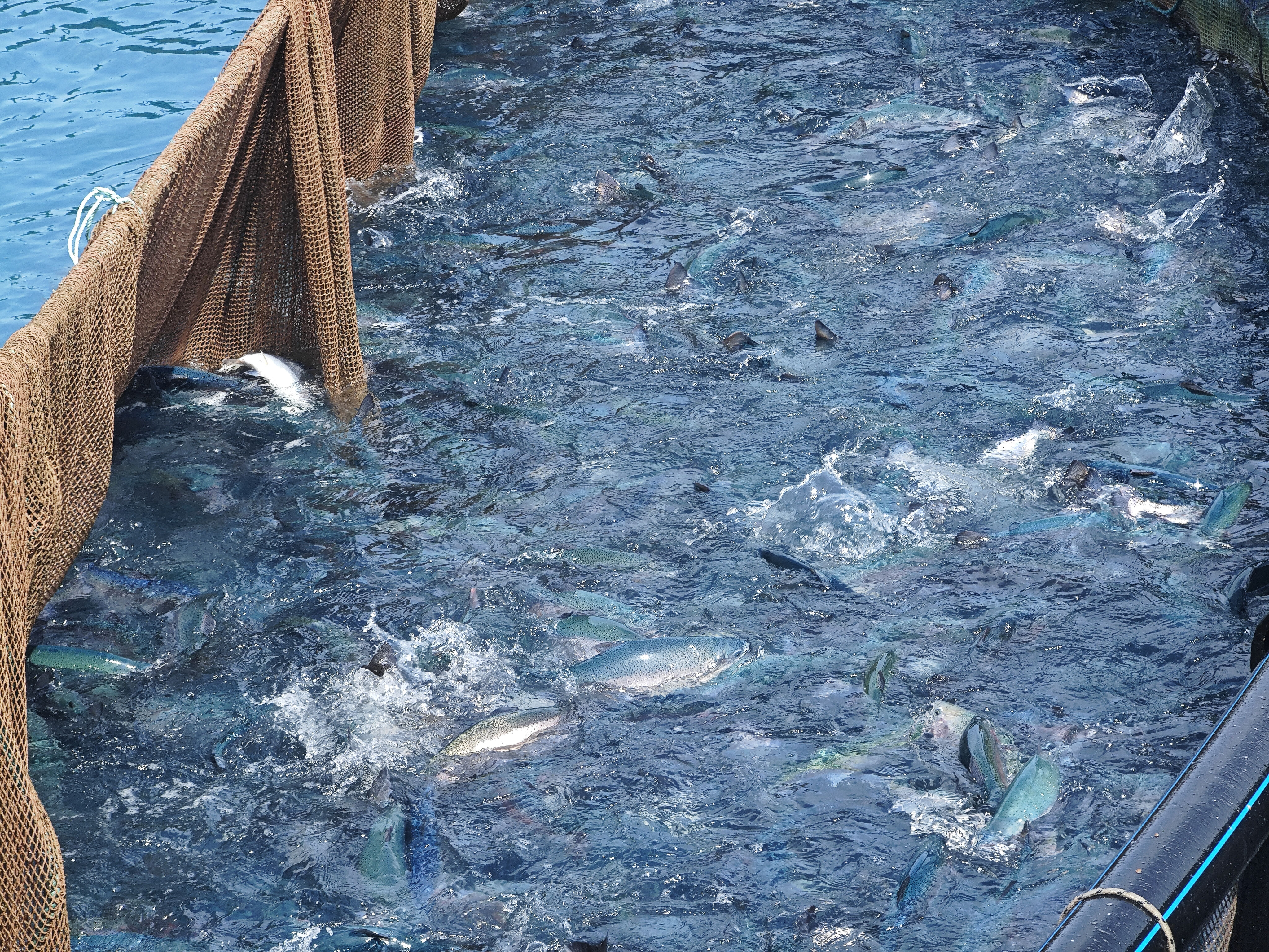 Samsun baraj göllerinde hasat başladı, hedef 100 milyon ihracat! 