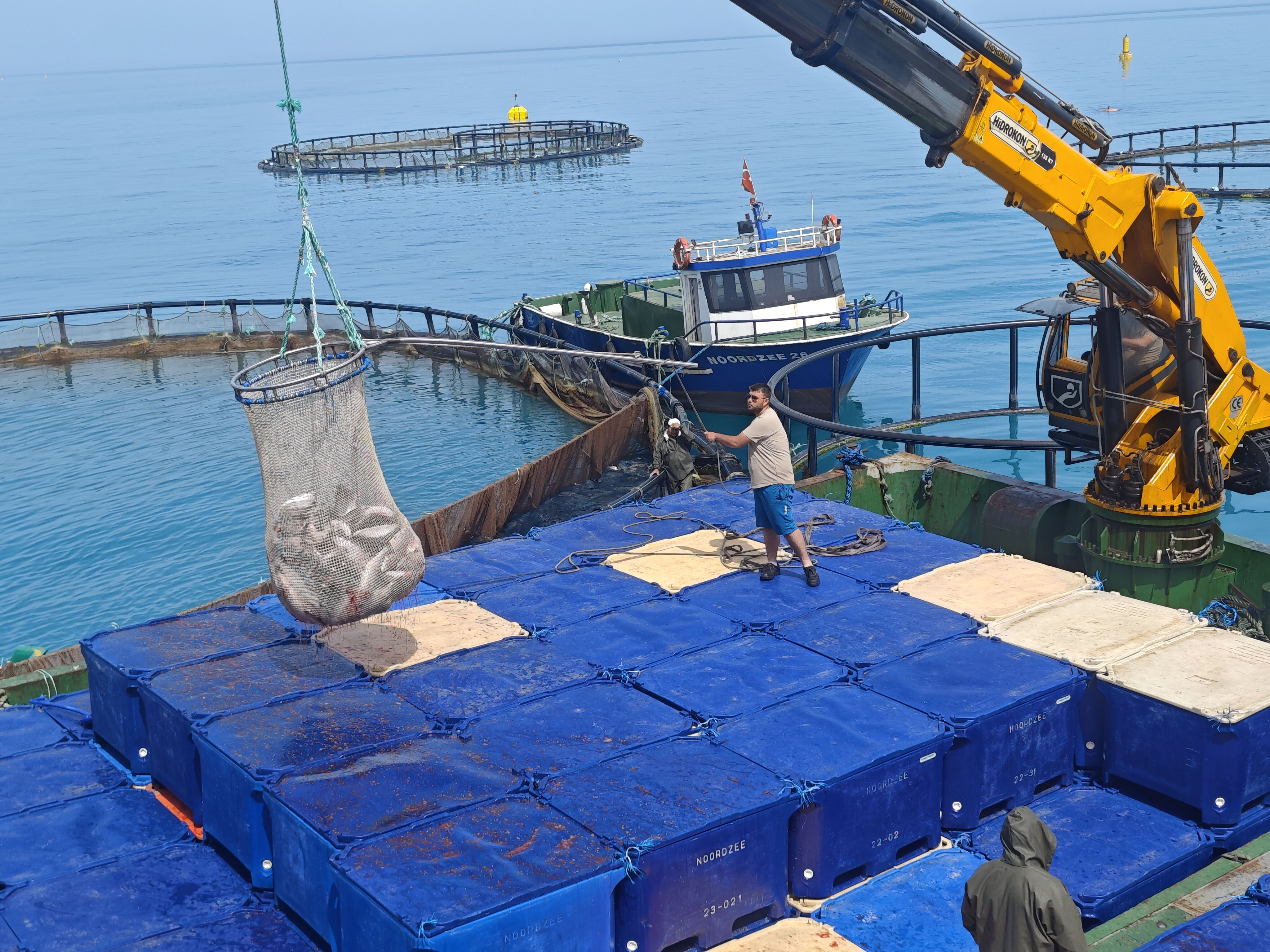 Samsun baraj göllerinde hasat başladı, hedef 100 milyon ihracat! 