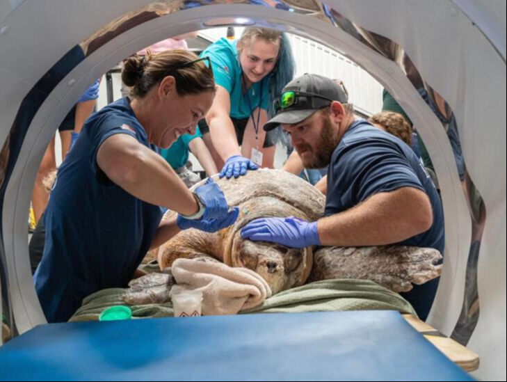 Teknenin çarptığı caretta caretta tedavi altına alınmıştı! Hastanede korku ve sevinç bir arada yaşandı - 1. Resim