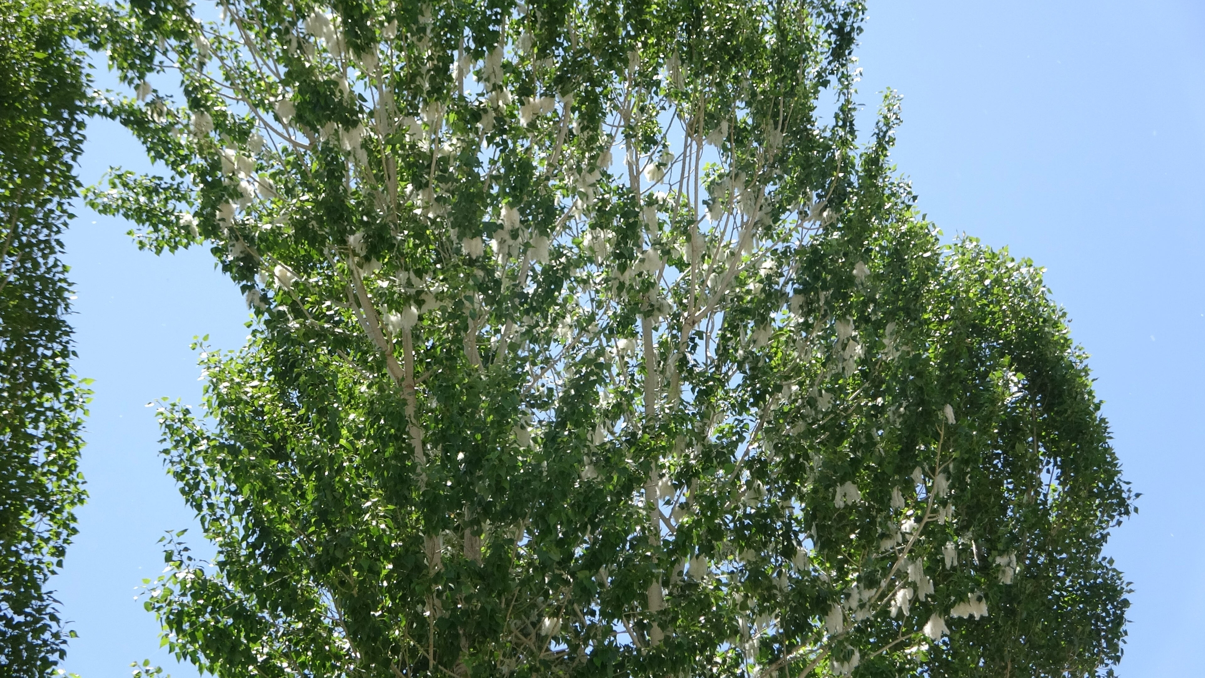Yaz yaklaşıyor, aman dikkat! Bu belirtiler siz de varsa hastanenin yolunu mutlaka tutun... - 1. Resim