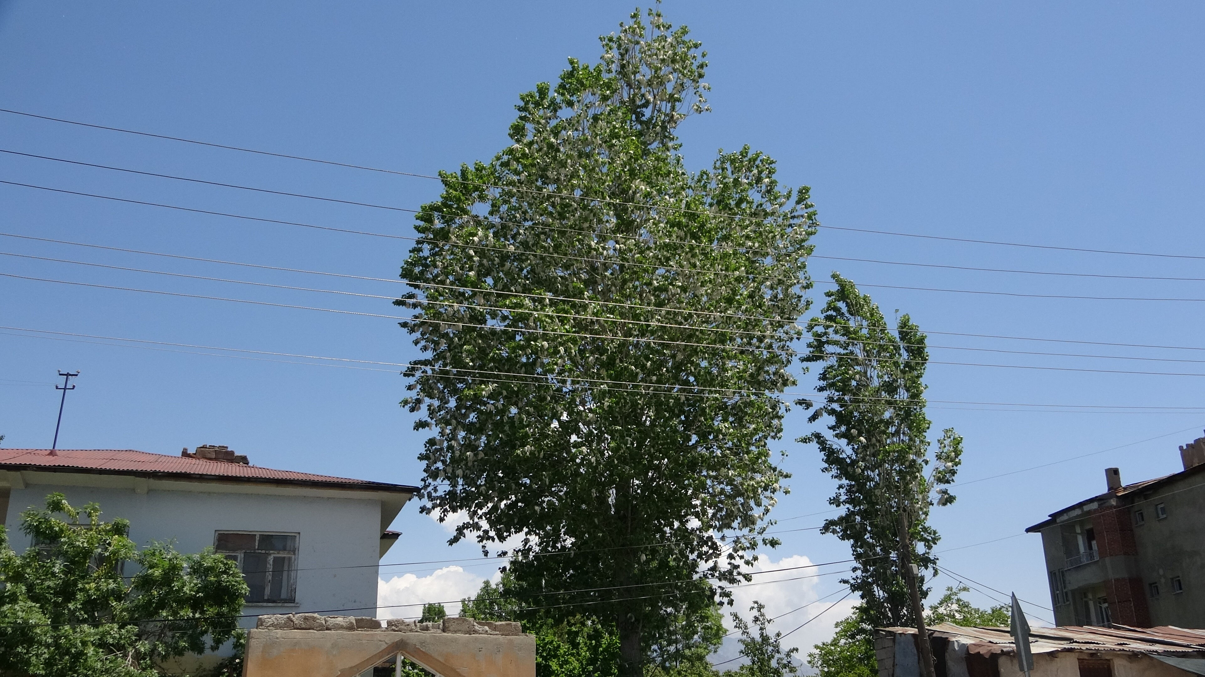 Yaz yaklaşıyor, aman dikkat! Bu belirtiler siz de varsa hastanenin yolunu mutlaka tutun... - 2. Resim