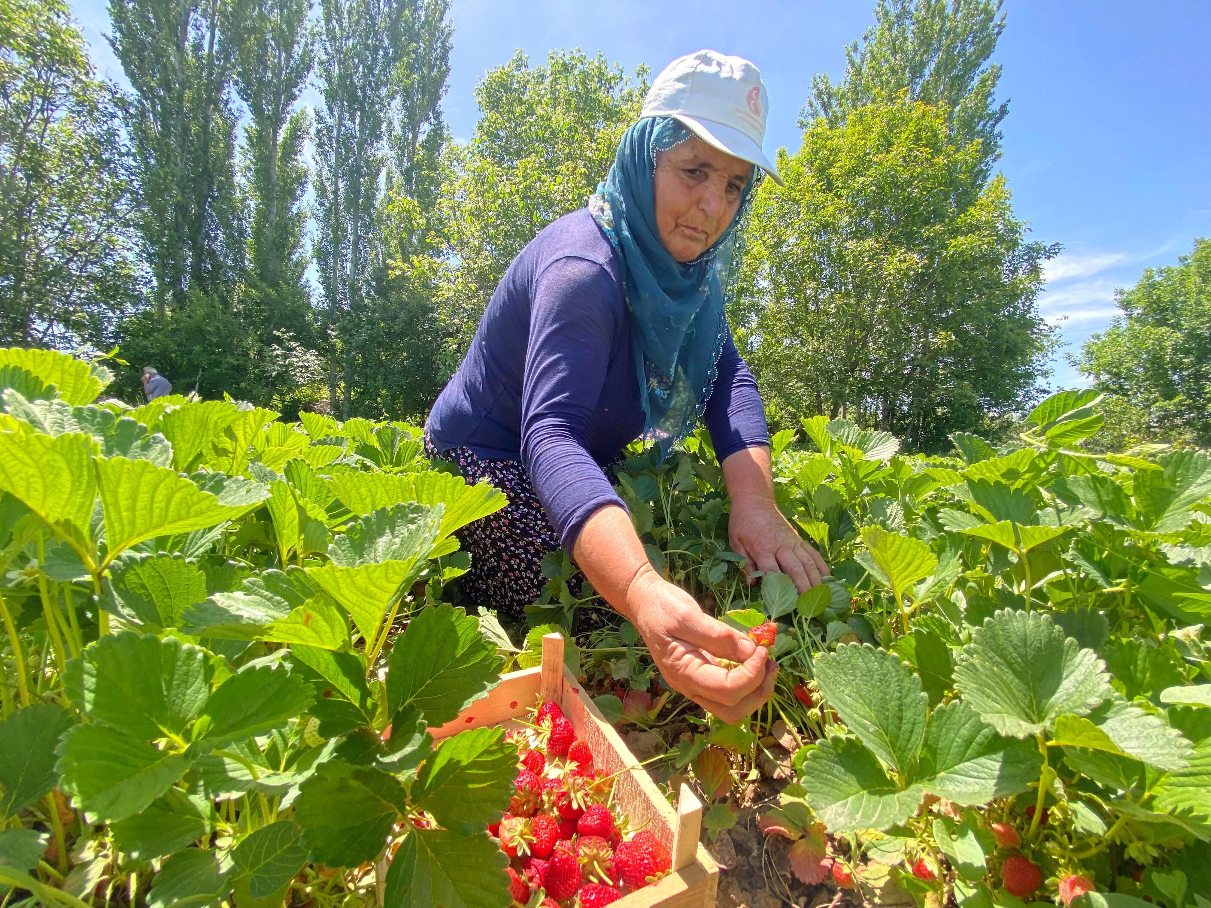 Aromasıyla hayran bırakıyor! Hasat başladı, tarlada kilosu 90 TL Aromasıyla hayran bırakıyor! Hasat başladı, tarlada kilosu 90 TL - 1. Resim