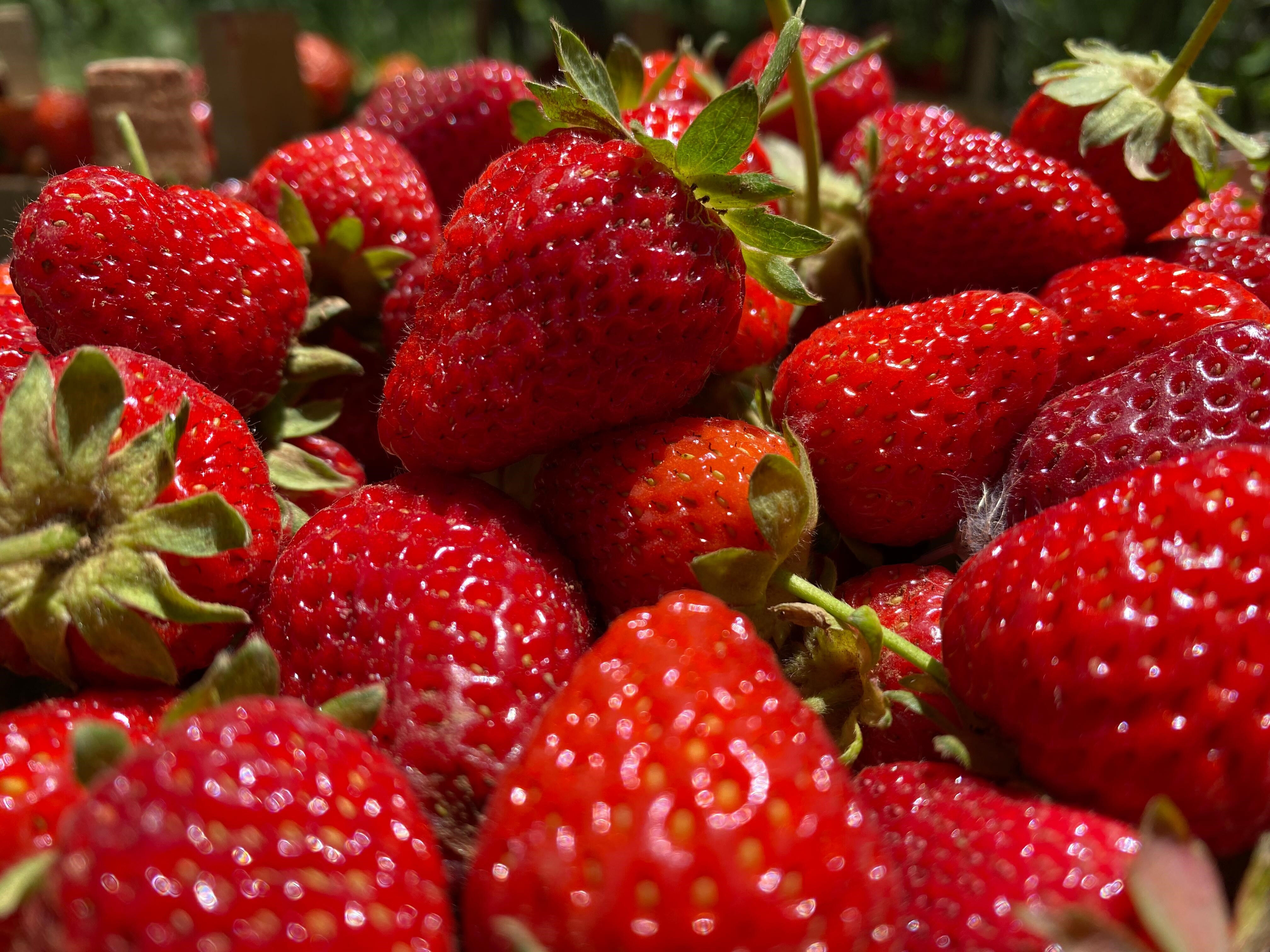 Aromasıyla hayran bırakıyor! Hasat başladı, tarlada kilosu 90 TL Aromasıyla hayran bırakıyor! Hasat başladı, tarlada kilosu 90 TL - 2. Resim