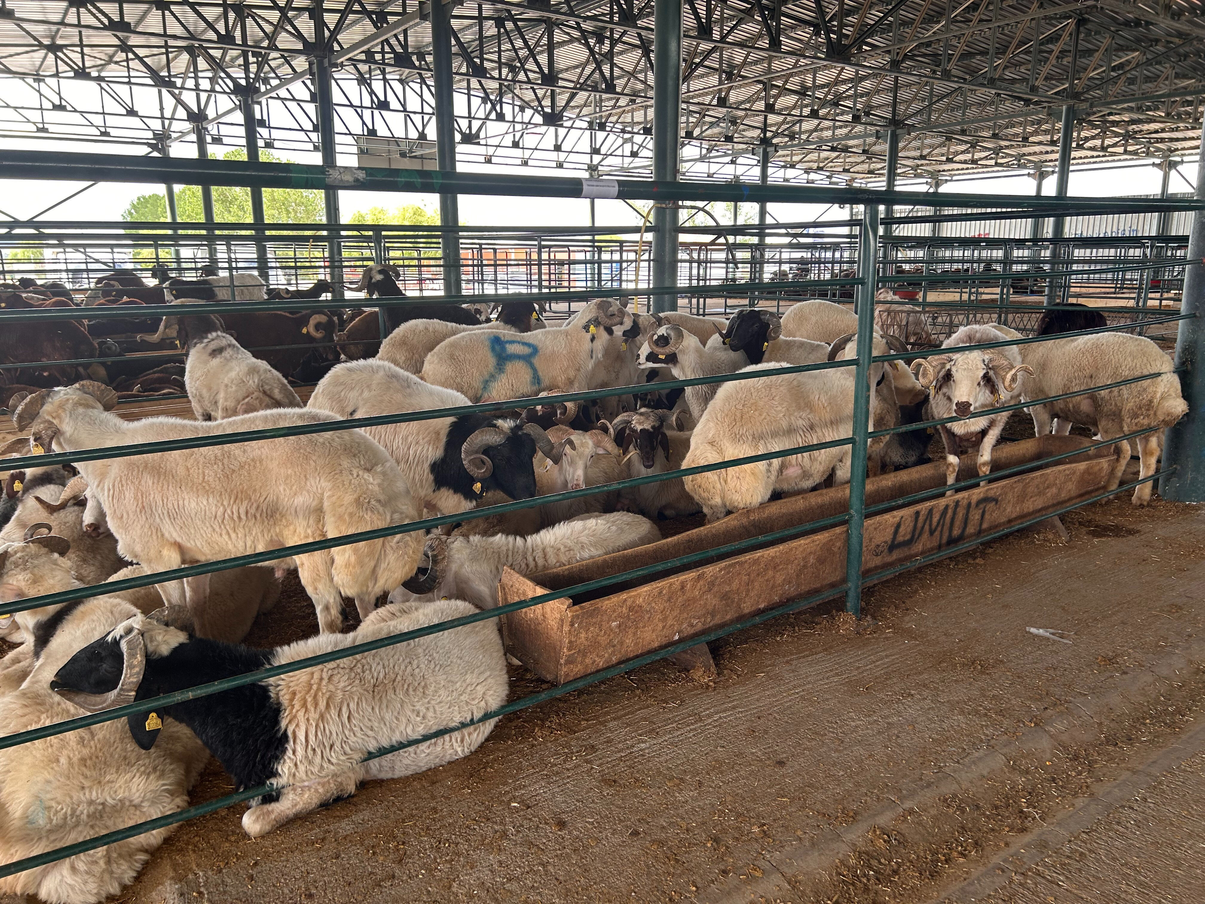 Dana, inek, koyun, keçi... Kurbanlık fiyatları ne kadar? İşte pazarlarda son durum