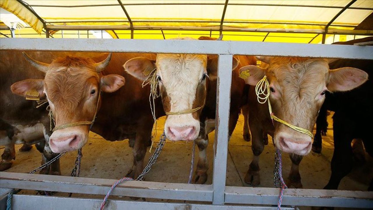 Dana, inek, koyun, keçi... Kurbanlık fiyatları ne kadar? İşte pazarlarda son durum