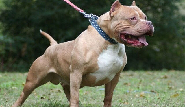 Köpeğini tasmasız gezdiren saldırgana 15 yıl hapis talebi! Uyaranları da darp etmiş Köpeğini tasmasız gezdiren saldırgana 15 yıl hapis talebi! Uyaranları darp etmişti - 1. Resim