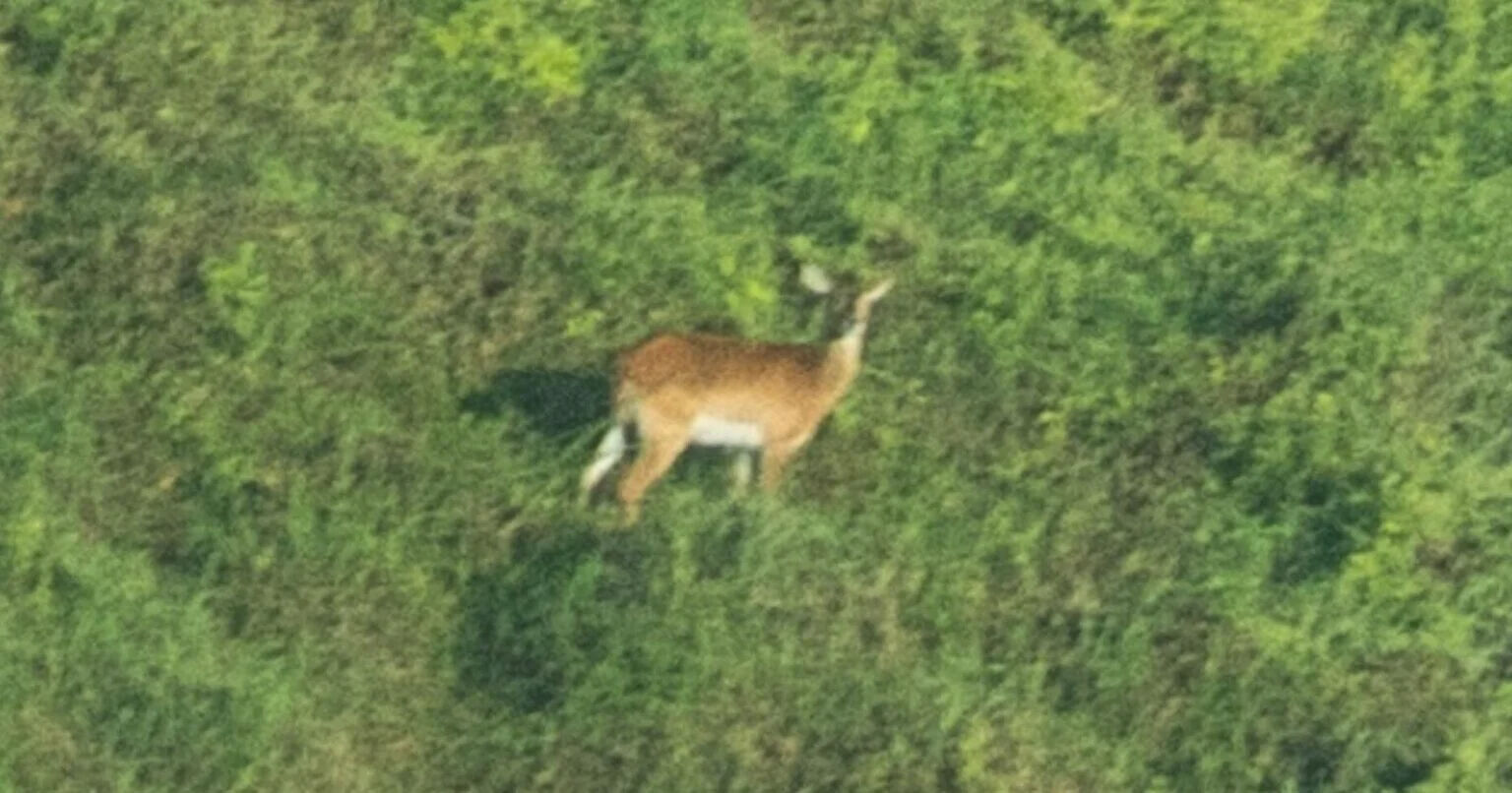 Nesli tükenmek üzereydi! İlk kez görüldü, bu fotoğraf viral oldu - 1. Resim