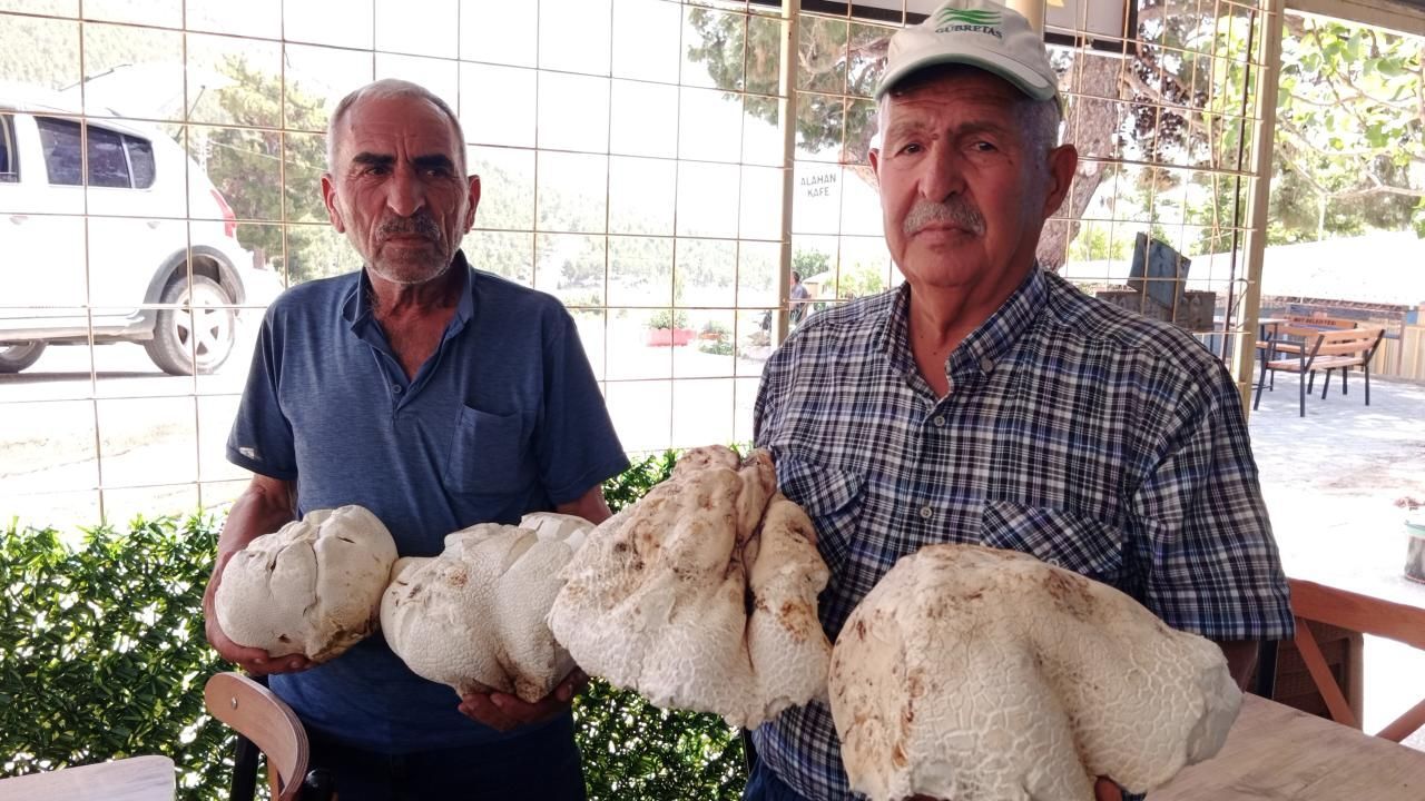 Toplam 20 kilogram! Tam 4 tane buldu! Mersin&#039;de akıllara zarar büyüklükte mantarlar