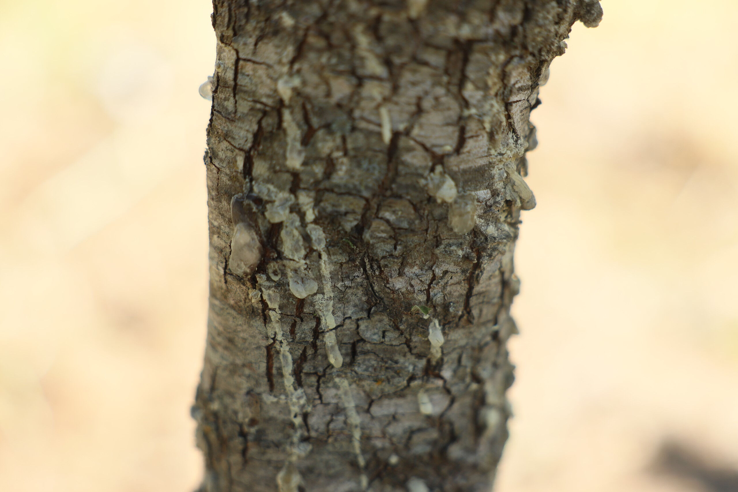 Bahçeler 10 yıl önce kurulmuştu, ilk hasat yapıldı! Kilosu 20 bin TL - 3. Resim