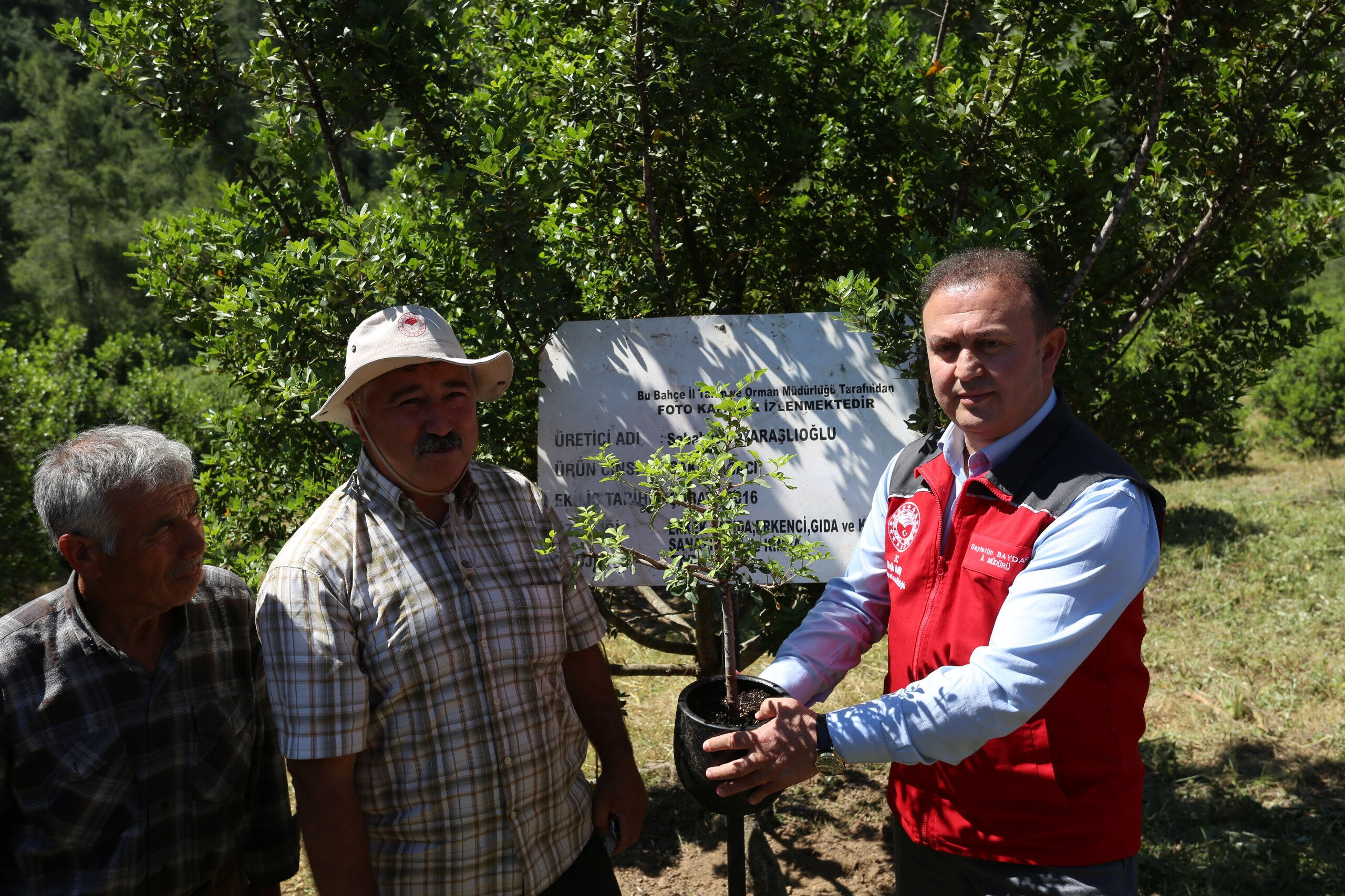 Bahçeler 10 yıl önce kurulmuştu, ilk hasat yapıldı! Kilosu 20 bin TL - 1. Resim