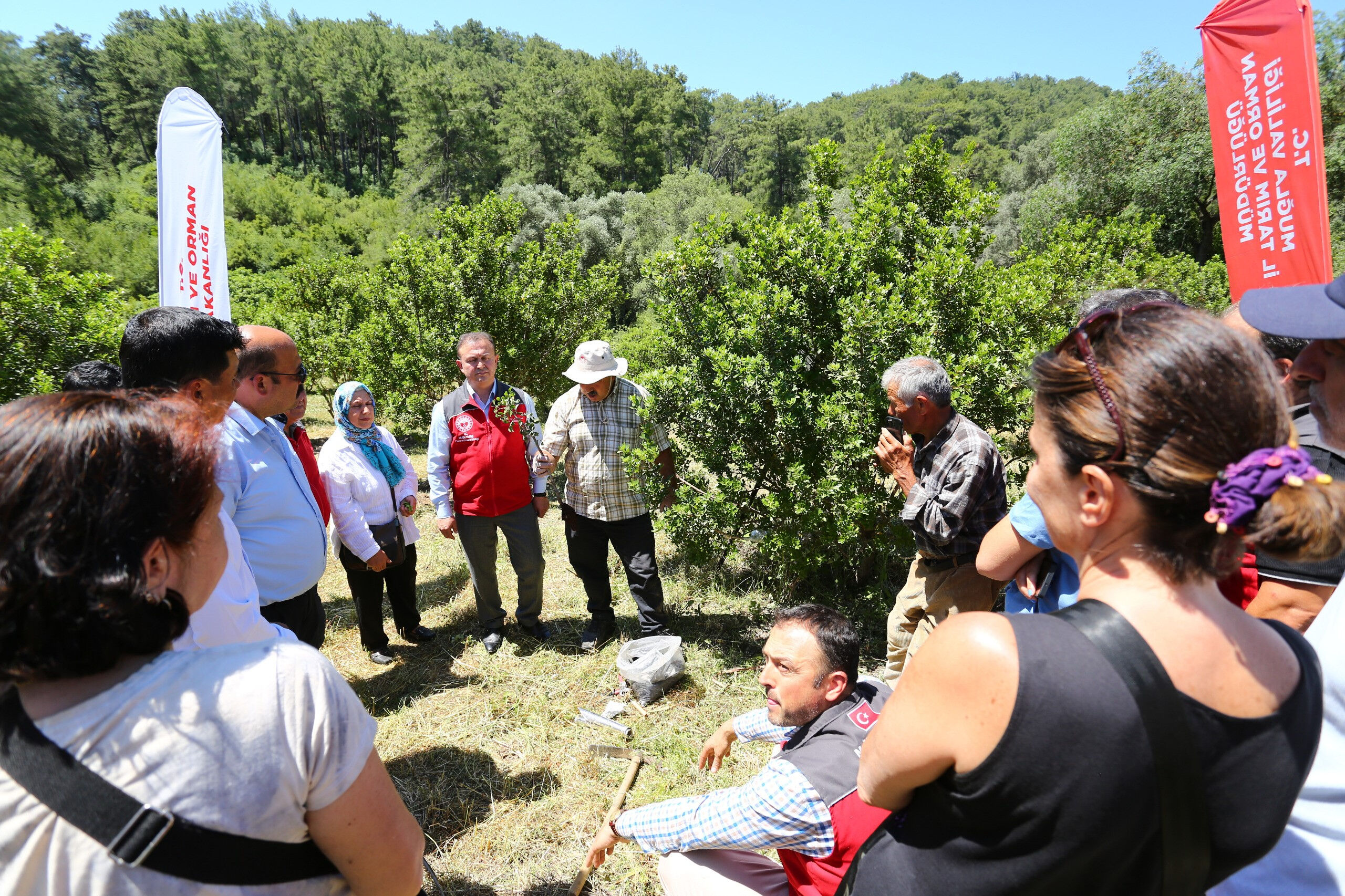 Bahçeler 10 yıl önce kurulmuştu, ilk hasat yapıldı! Kilosu 20 bin TL - 4. Resim