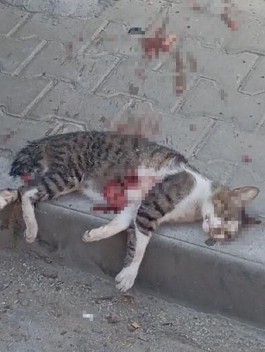 Evinin önündeki kediyi pompalı tüfekle vurdu! Mahalleli ayaklandı, sebebi ise korkunç - 2. Resim