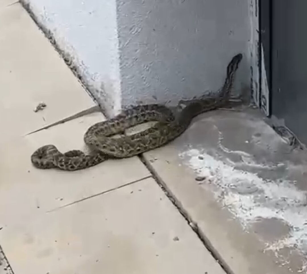 Havalar ısındı, engerek yılanları ortaya çıktı: Öğrenciler soluğu öğretmenlerinin yanında aldı - 2. Resim