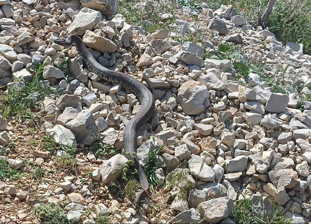 Havalar ısındı, engerek yılanları ortaya çıktı: Öğrenciler soluğu öğretmenlerinin yanında aldı - 4. Resim