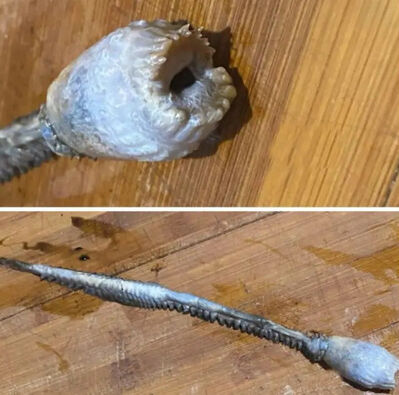 Rus balık&ccedil;ılar yakaladı, g&ouml;ren bakakaldı! 