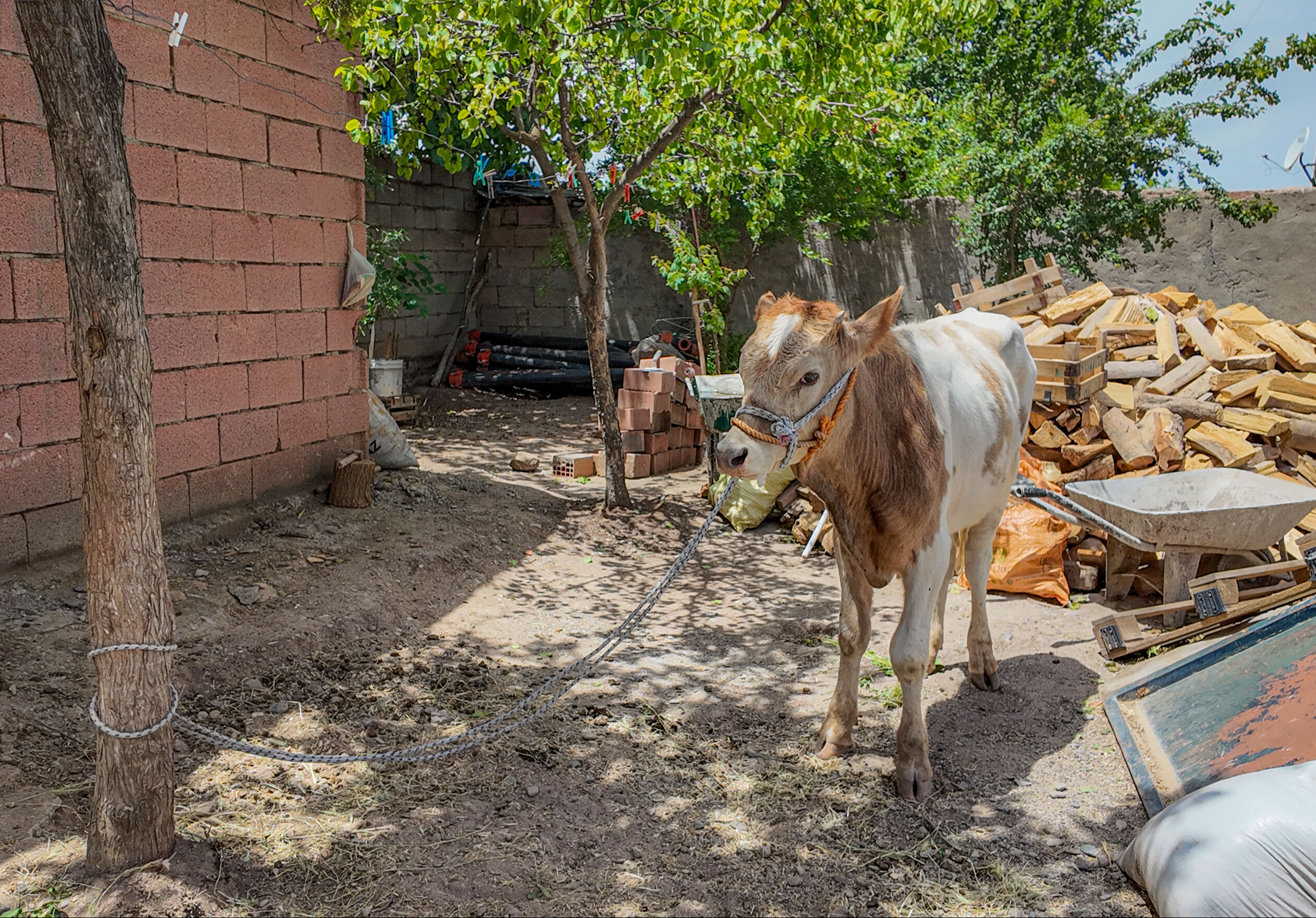 Tam 9 ay peşinden koşturdu! 3 aylıkken kaçan buzağı Kurban Bayramı'na yakın yakalandı - 1. Resim