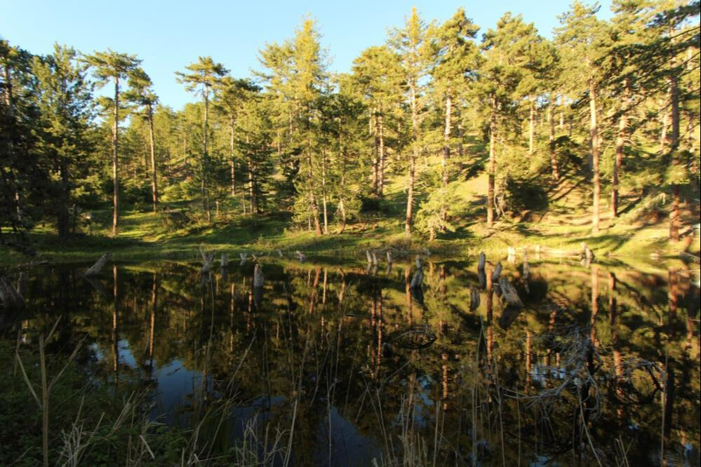 Afyonkarahisar'da çam ağaçları arasında saklı güzellik: Kocagöl - 1. Resim