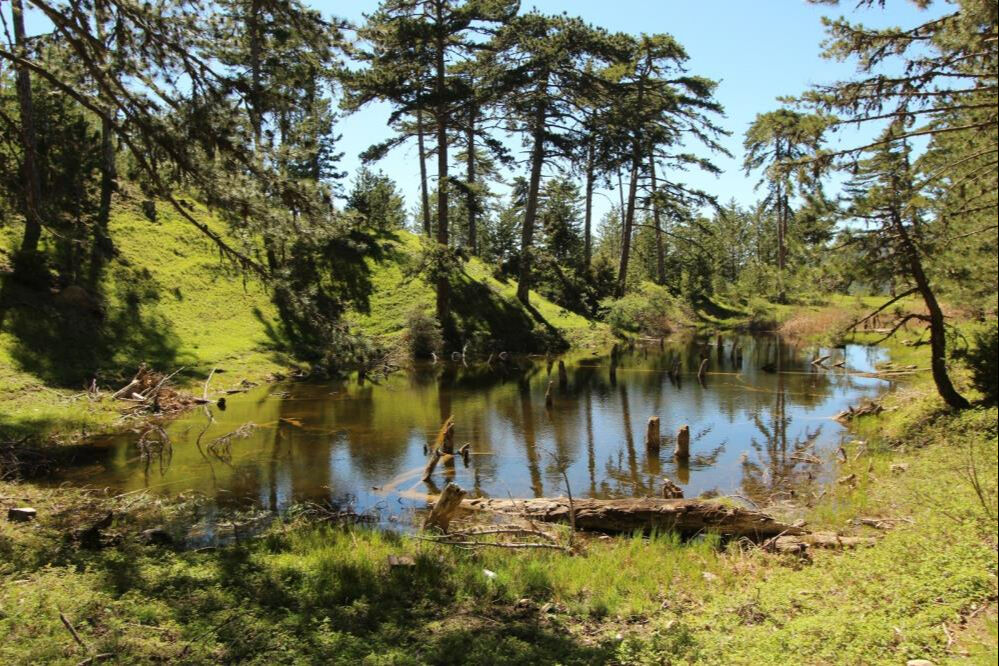 Afyonkarahisar'da çam ağaçları arasında saklı güzellik: Kocagöl - 2. Resim
