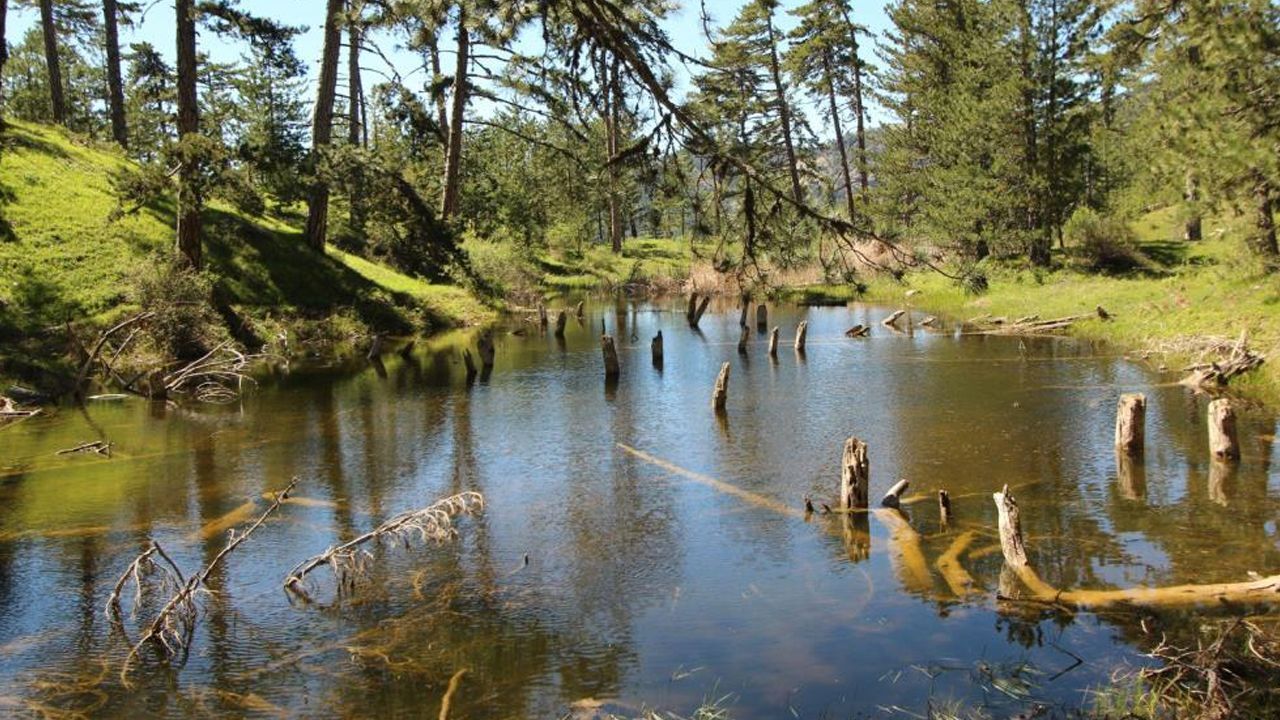 Yaşam