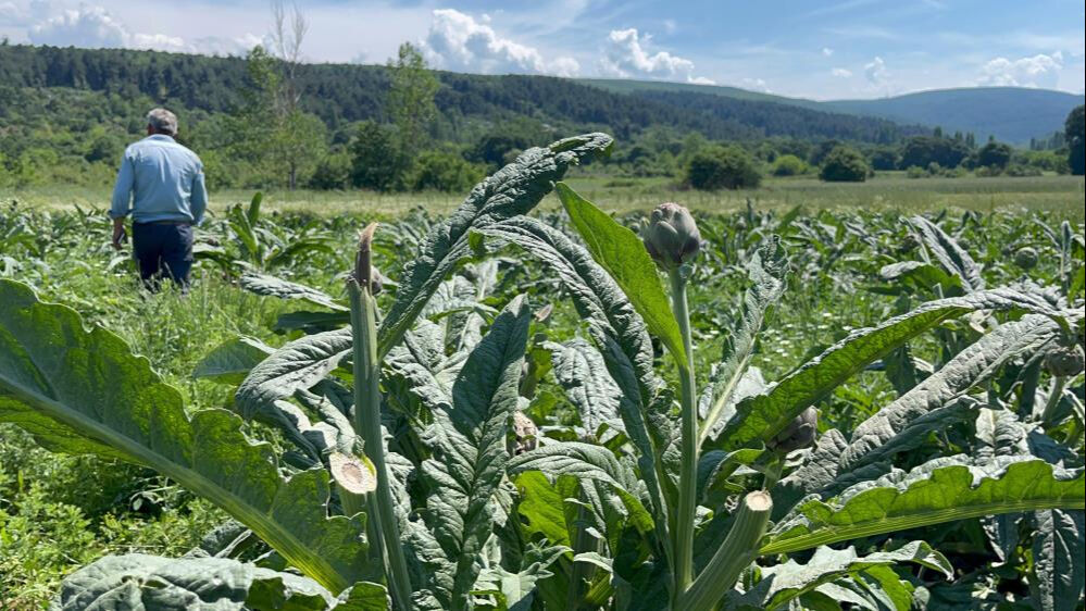 Bir yıllık emeği bir gecede gitti! Değeri 60 bin liranın üzerinde... 