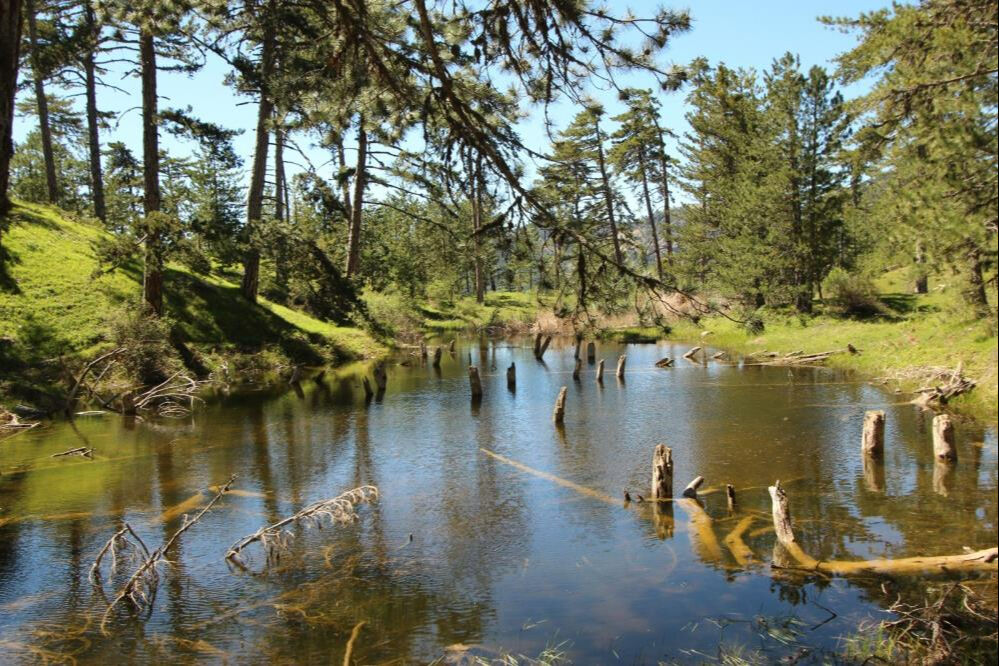 Çam ağaçları arasında renklerin cümbüşü! Afyonkarahisar'da saklı güzellik: Kocagöl - 3. Resim