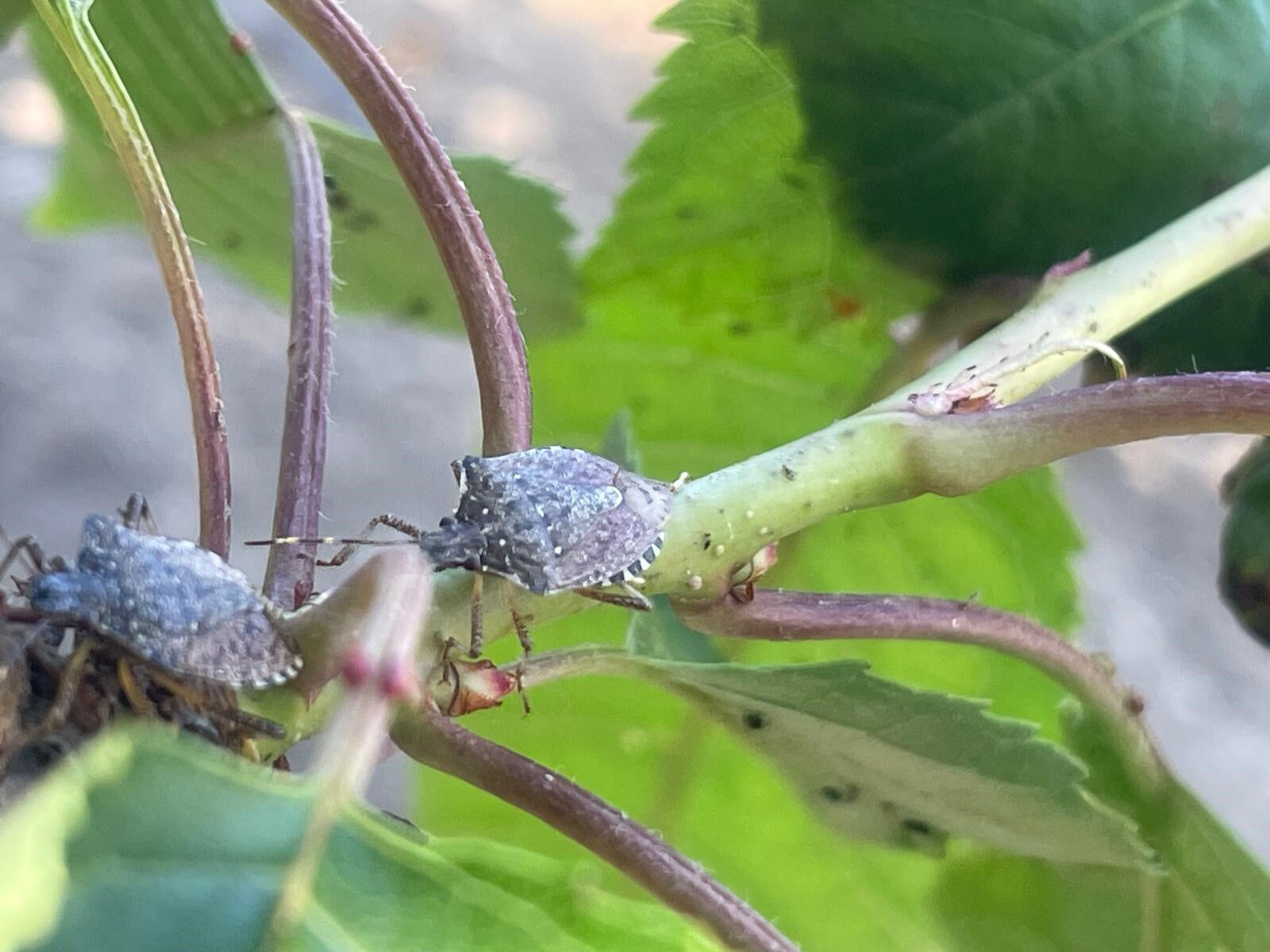 Önce Karadeniz şimdi Bursa... Üç mahallenin kabusu oldular! 