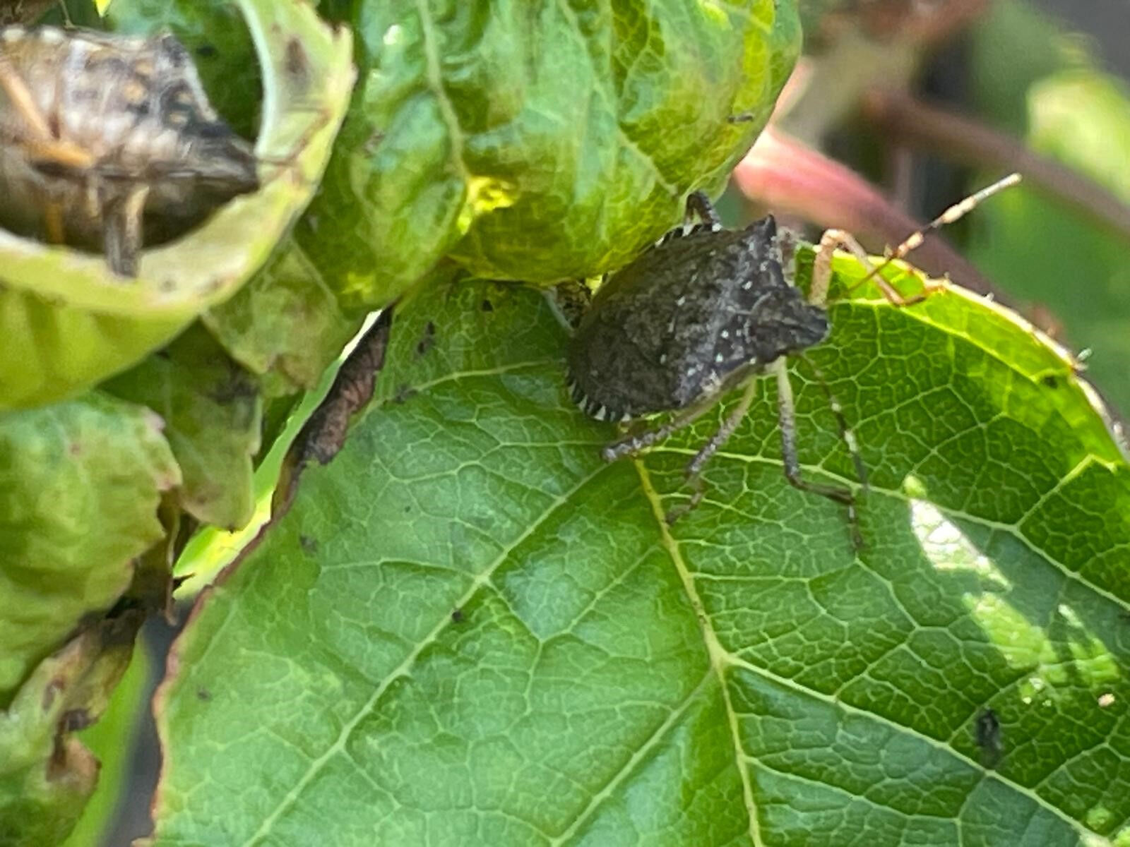Önce Karadeniz şimdi Bursa... Üç mahallenin kabusu oldular! 