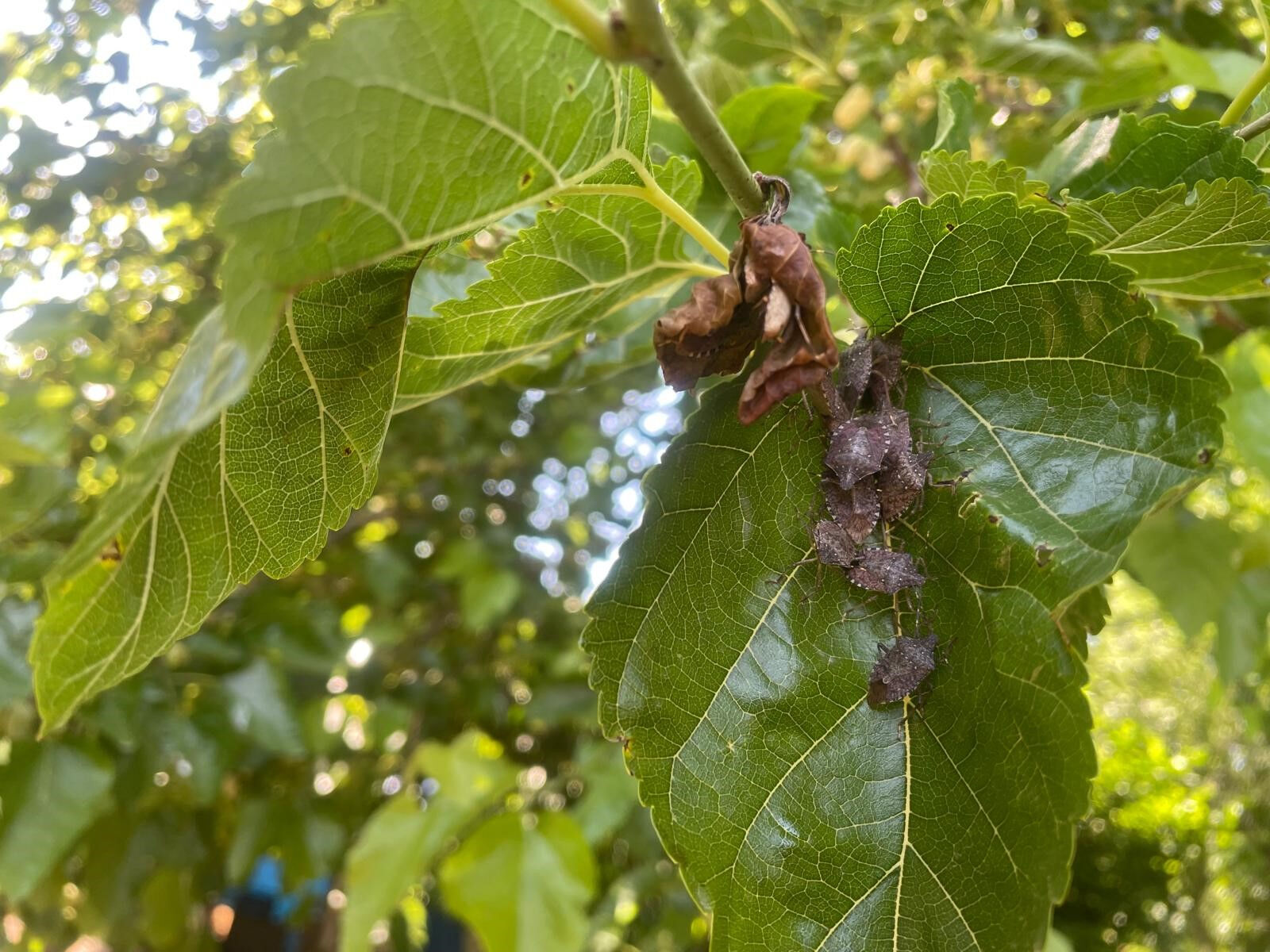 Önce Karadeniz şimdi Bursa... Üç mahallenin kabusu oldular! 