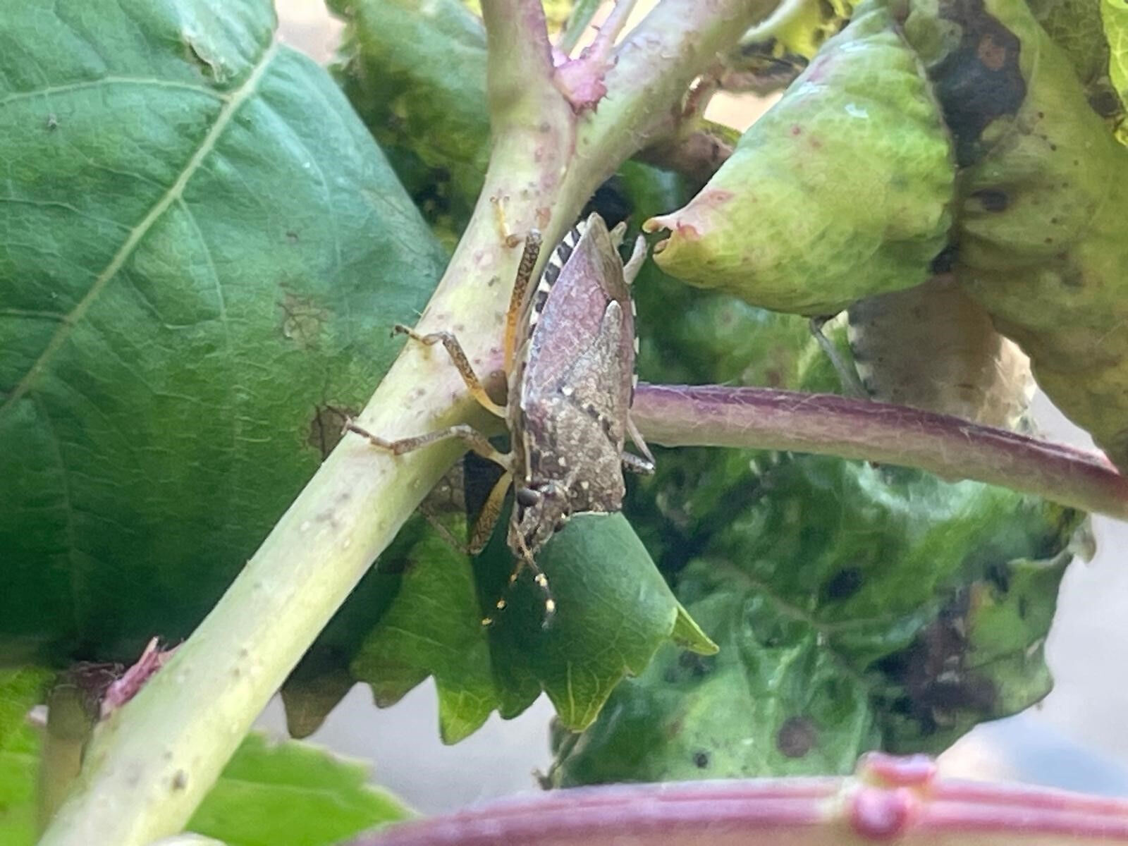 Önce Karadeniz şimdi Bursa... Üç mahallenin kabusu oldular! 
