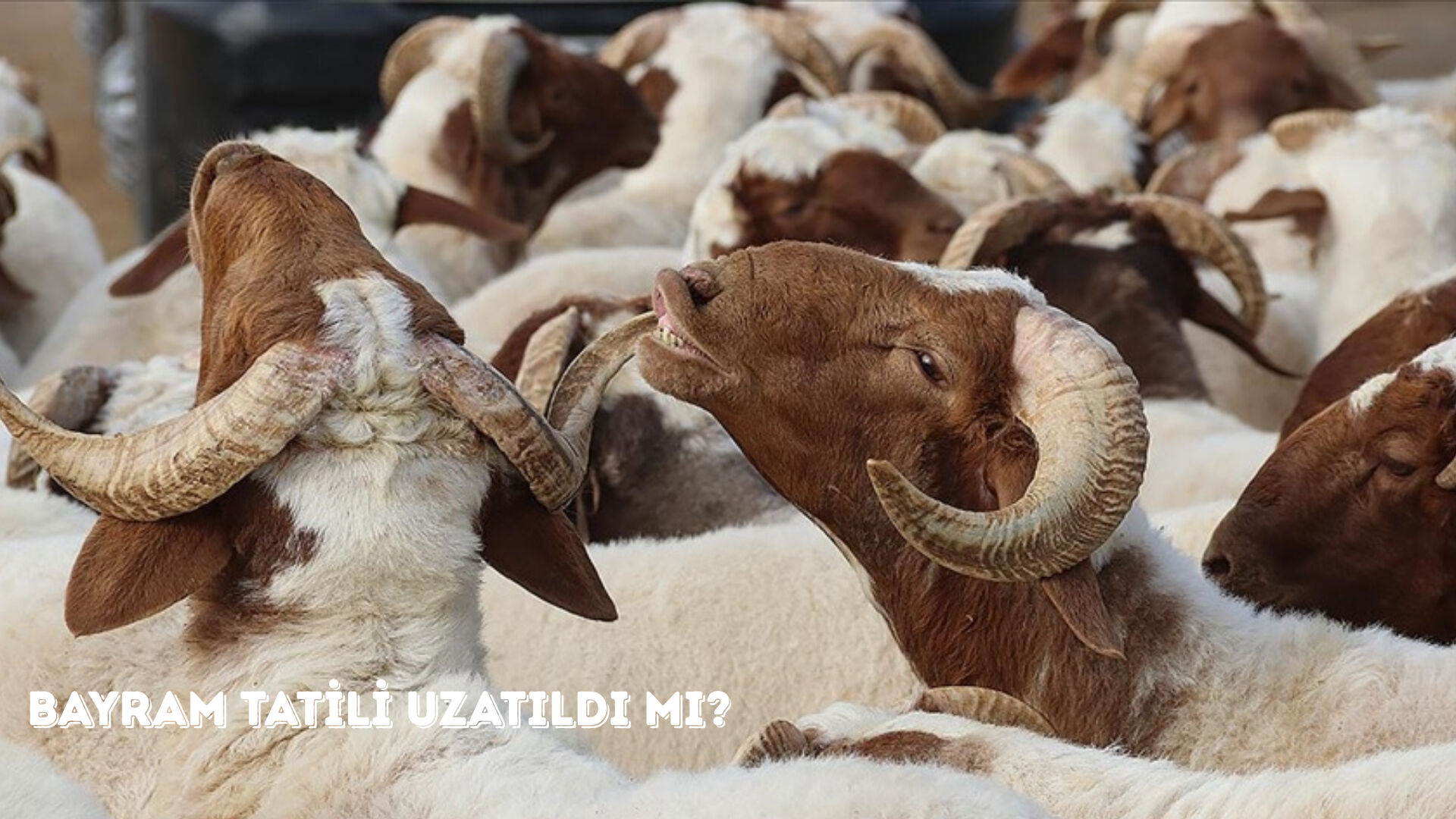 Kurban Bayramı tatili uzatılır mı? Son dakika bayram tatili kararı bekleniyor - 1. Resim