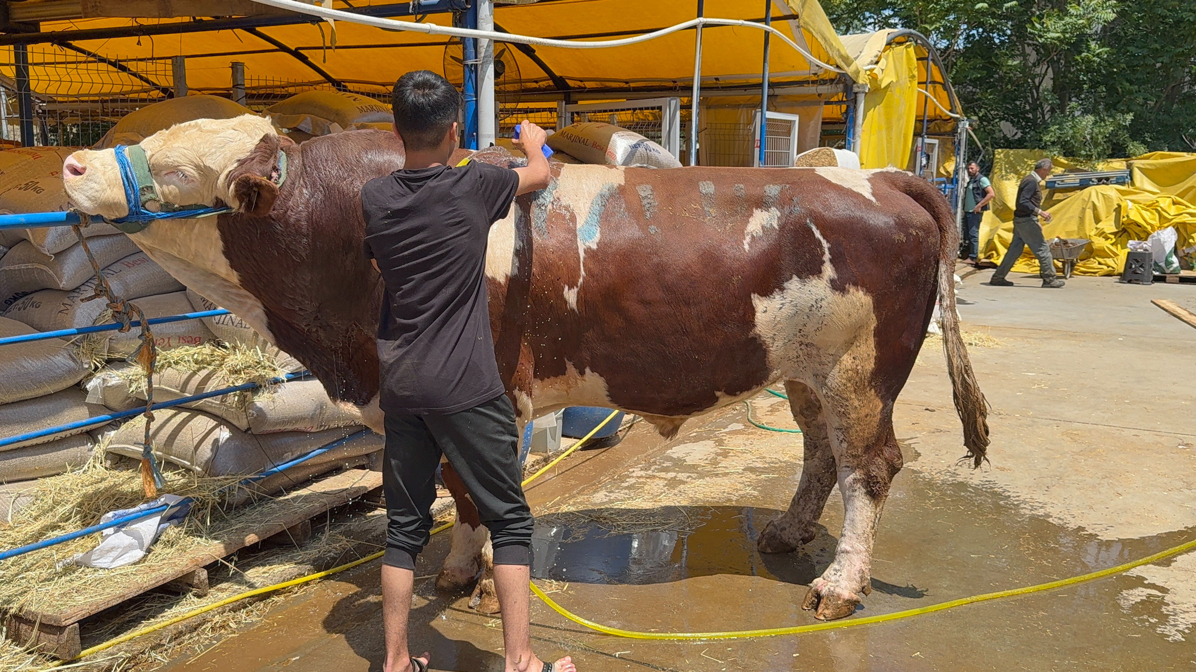 Kurban pazarının şampiyonu oldu! 1 ton 200 kiloluk dana rekor fiyata satıldı Kurban pazarının şampiyonu oldu! 1 ton 200 kiloluk dana rekor fiyata satıldı - 1. Resim