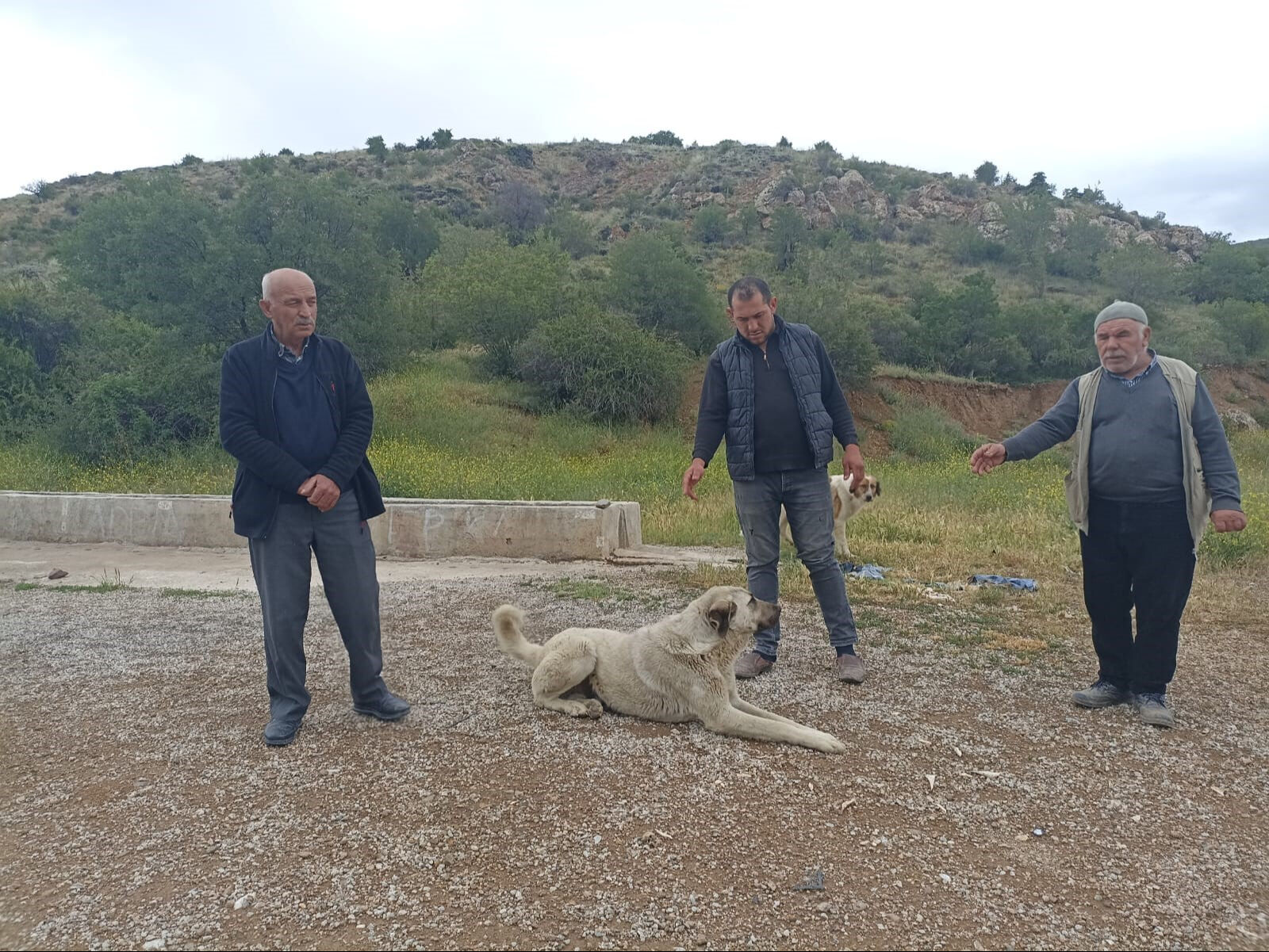 Başıboş sokak köpekleri buzağıyı parçaladı! Sahiplerine de saldırdılar - 1. Resim