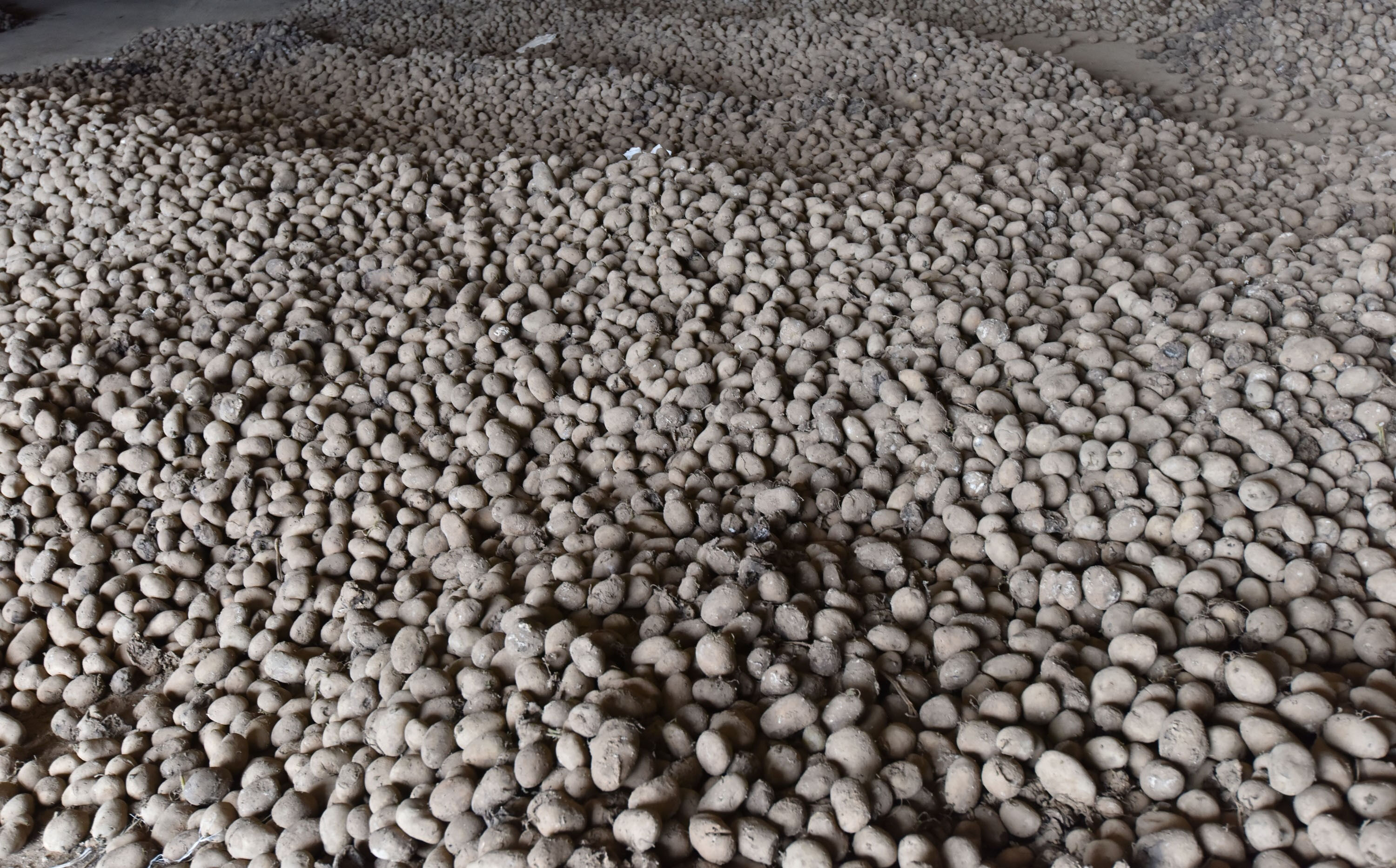 Binlerce ürün alıcı bekliyor, üretici mağdur! 