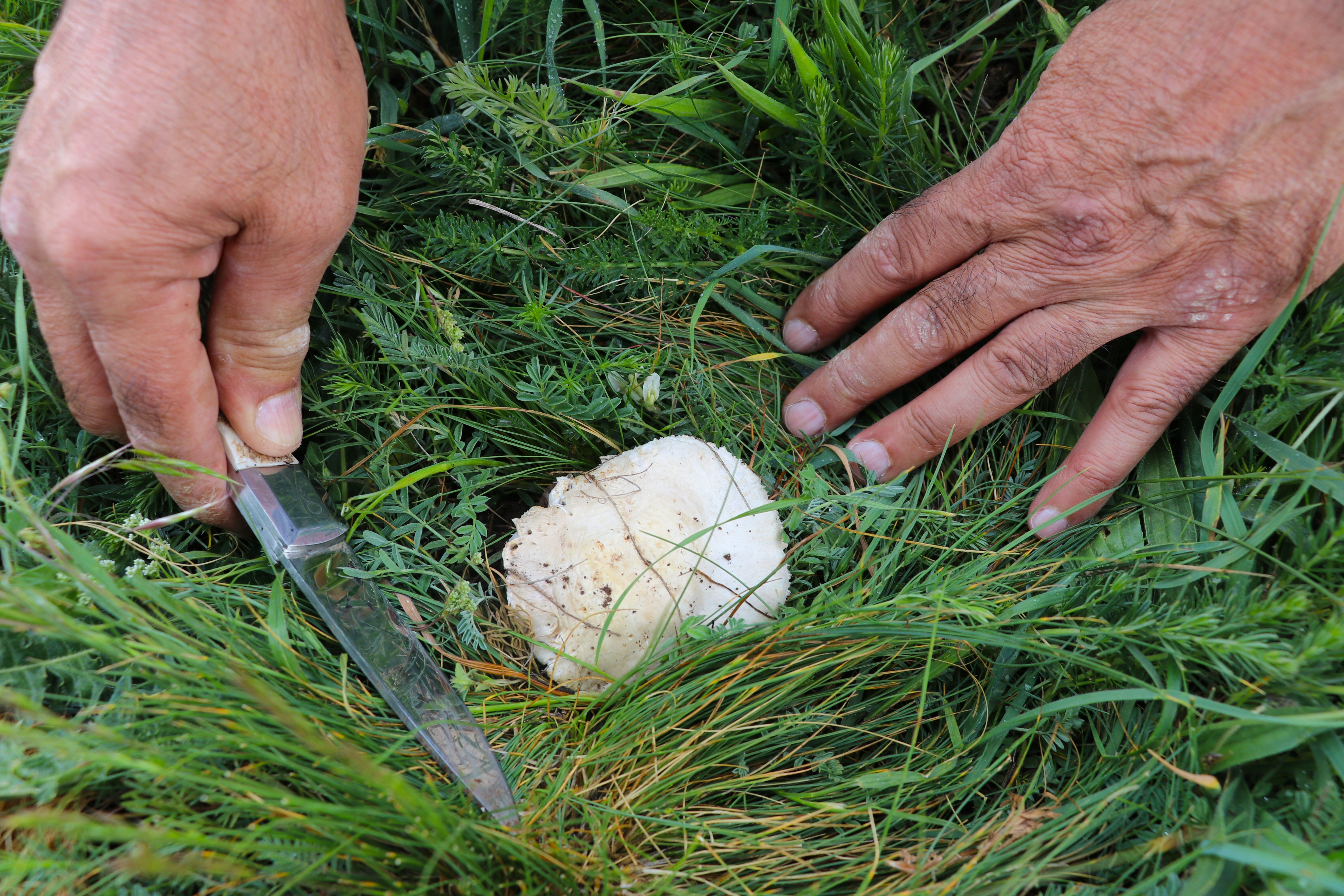 Doğada kendiliğinden yetişiyor! Elleriyle tek tek topluyorlar, bedava protein! - 2. Resim