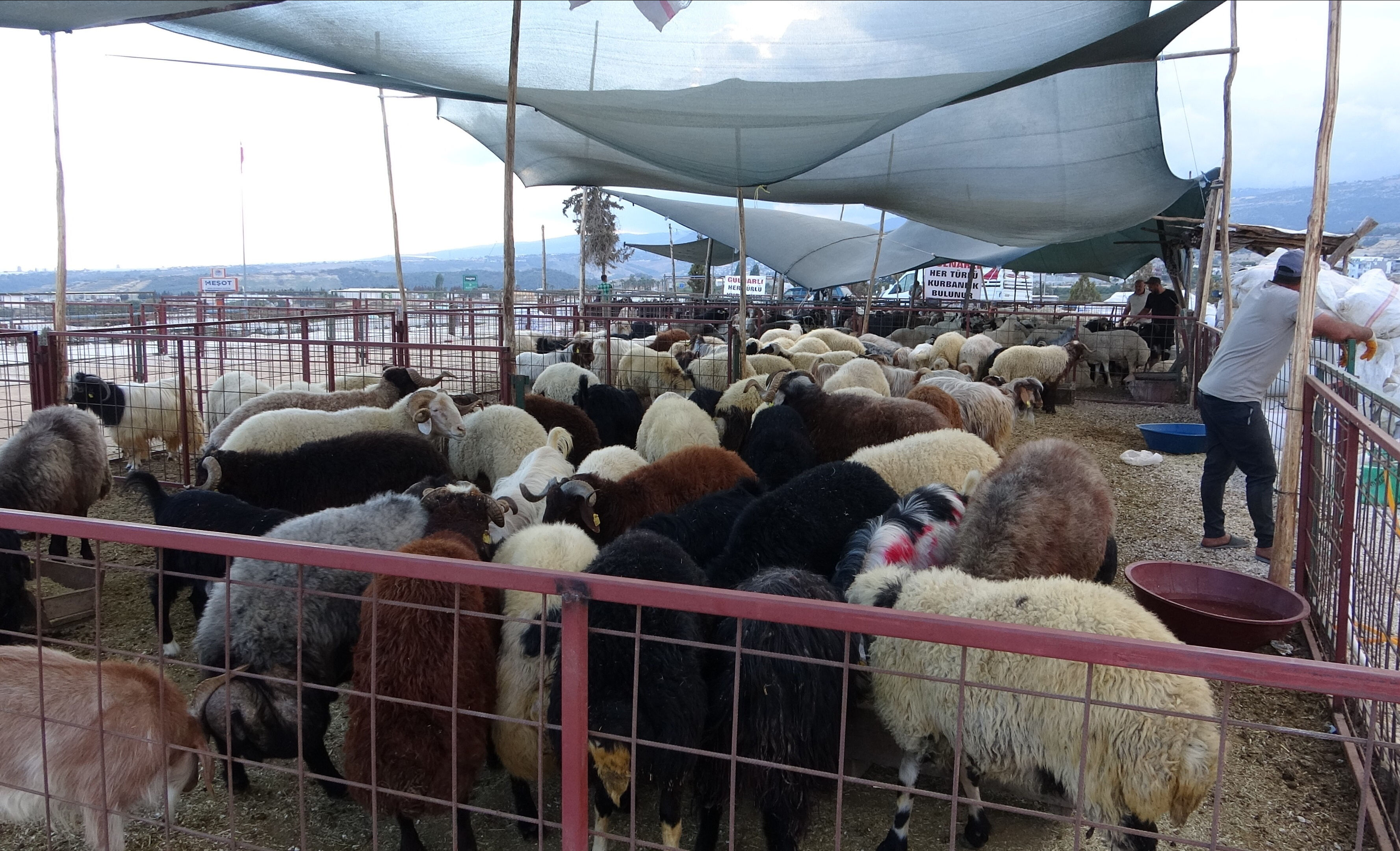 Kurban pazarlarında kıran kırana pazarlık! Vatandaş fiyatlara 