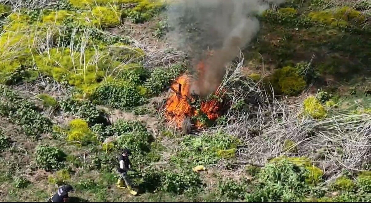 Nehir kenarında yetiştirmişler! Piyasa değeri 100 milyon liralık kenevir imha edildi - 2. Resim