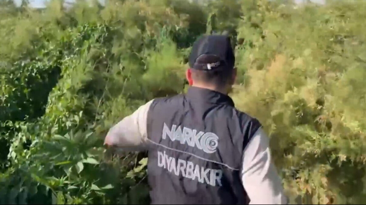 Nehir kenarında yetiştirmişler! Piyasa değeri 100 milyon liralık kenevir imha edildi - 3. Resim