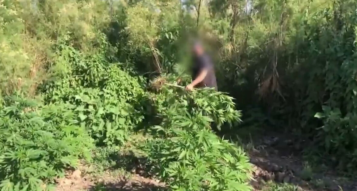 Nehir kenarında yetiştirmişler! Piyasa değeri 100 milyon liralık kenevir imha edildi - 1. Resim