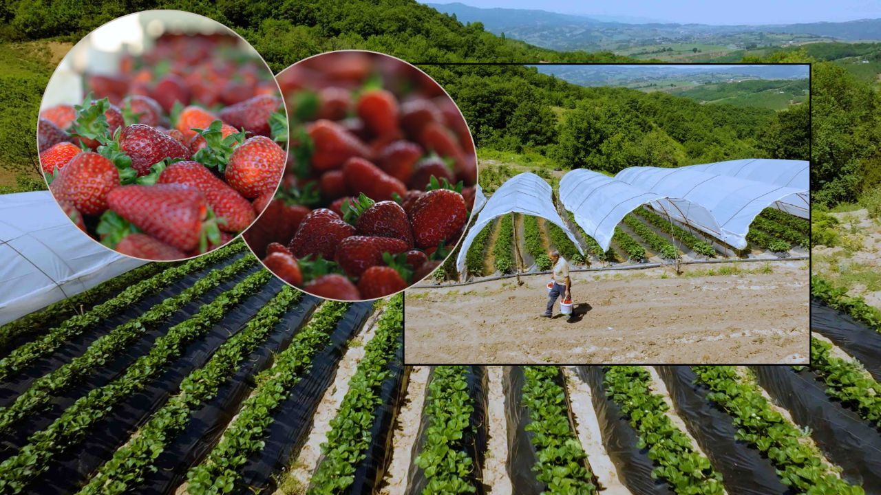 Çiftçinin yüzünü güldüren projede maliyetler 4'te 1'i düştü! Yılda 7 ay verim alınıyor, 5 ton yerine 15 ton üretiliyor Çiftçinin yüzünü güldüren projede maliyetler 4'te 1'i düştü! Yılda 7 ay verim alınıyor, 5 ton yerine 15 ton üretiliyor