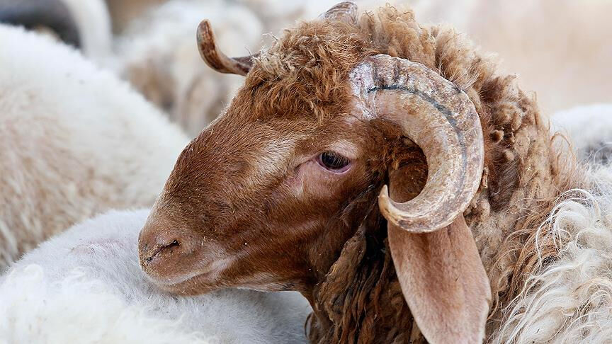 Diyanet'ten uyarı geldi! Bu şekilde kesilen kurbanlar ge&ccedil;ersiz - 1. Resim