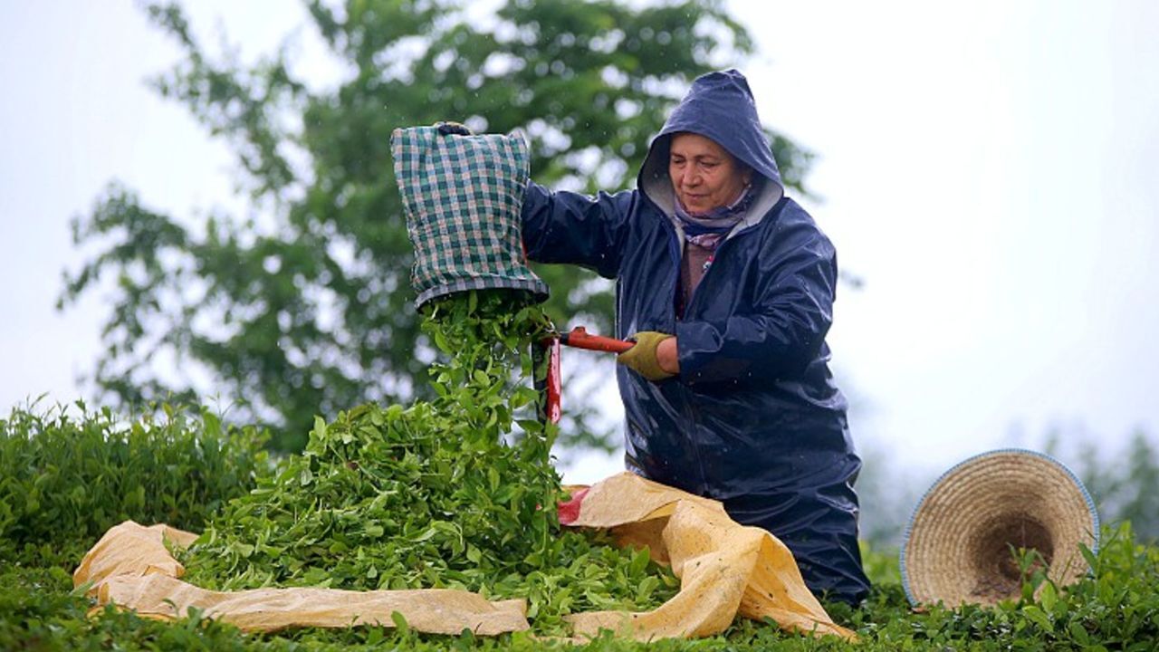 Günde 12 bin ton... Makine hasadı hızlandırdı, alım tavan yaptı Günde 12 bin ton... Makine hasadı hızlandırdı, alım tavan yaptı