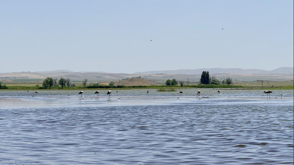 Kent şaşkın! Uzun yıllar sonra ilk kez flamingo görüldü - 2. Resim