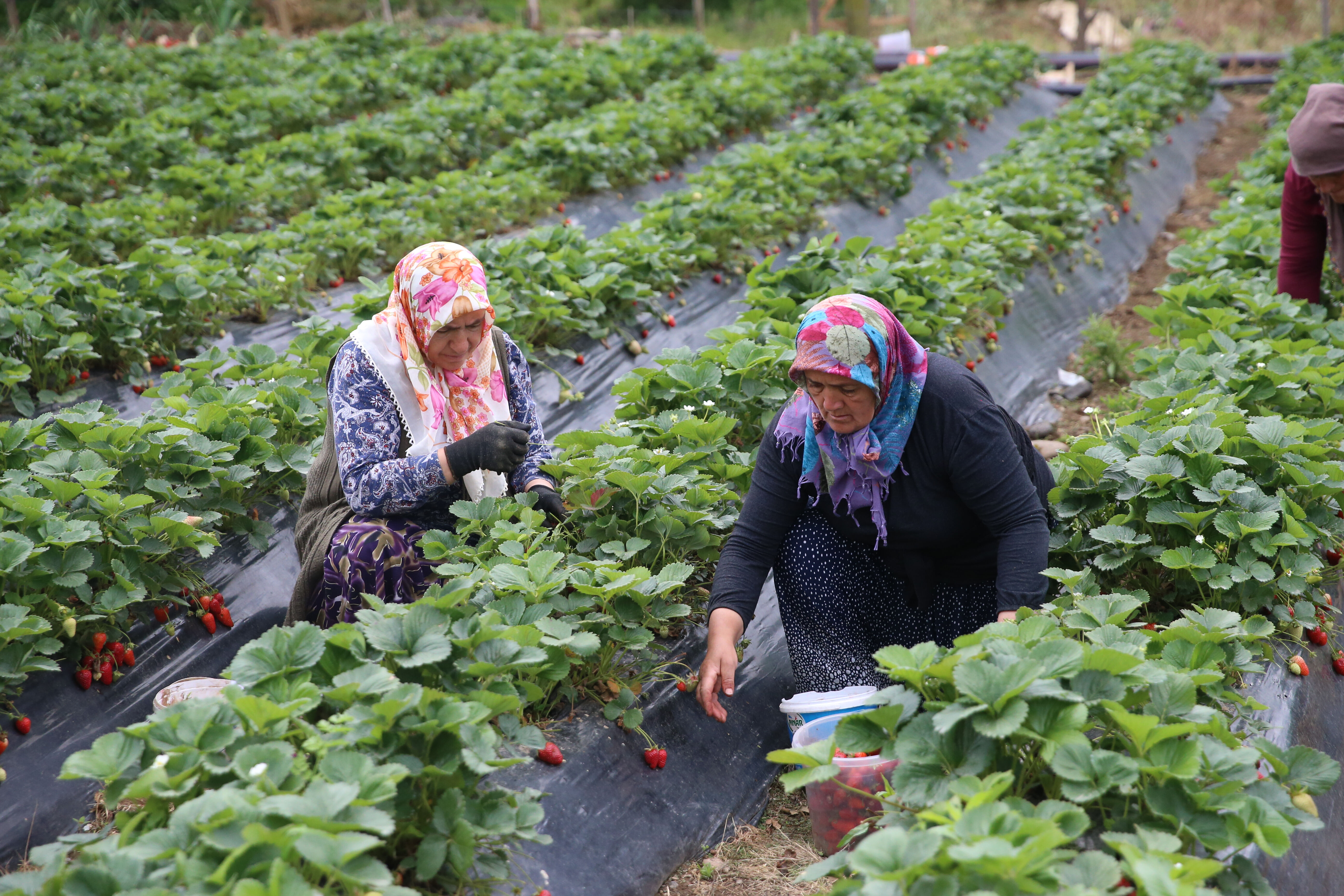 Kilosu 200 liradan satışta! &Uuml;retimi &ccedil;ok zor, toplaması fındıktan kolay... Kapış kapış gidiyor - 4. Resim