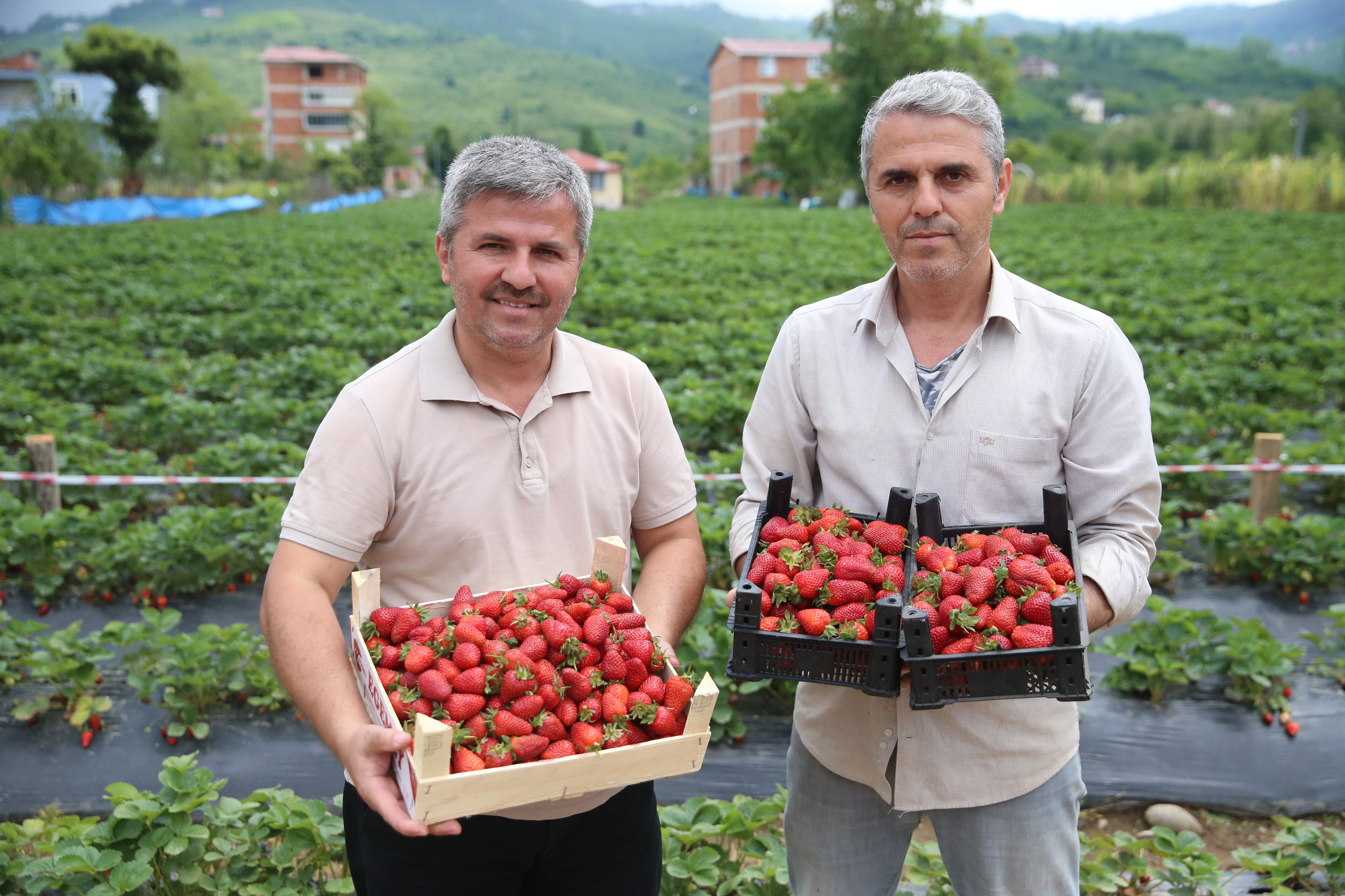 Kilosu 200 liradan satışta! &Uuml;retimi &ccedil;ok zor, toplaması fındıktan kolay... Kapış kapış gidiyor - 1. Resim