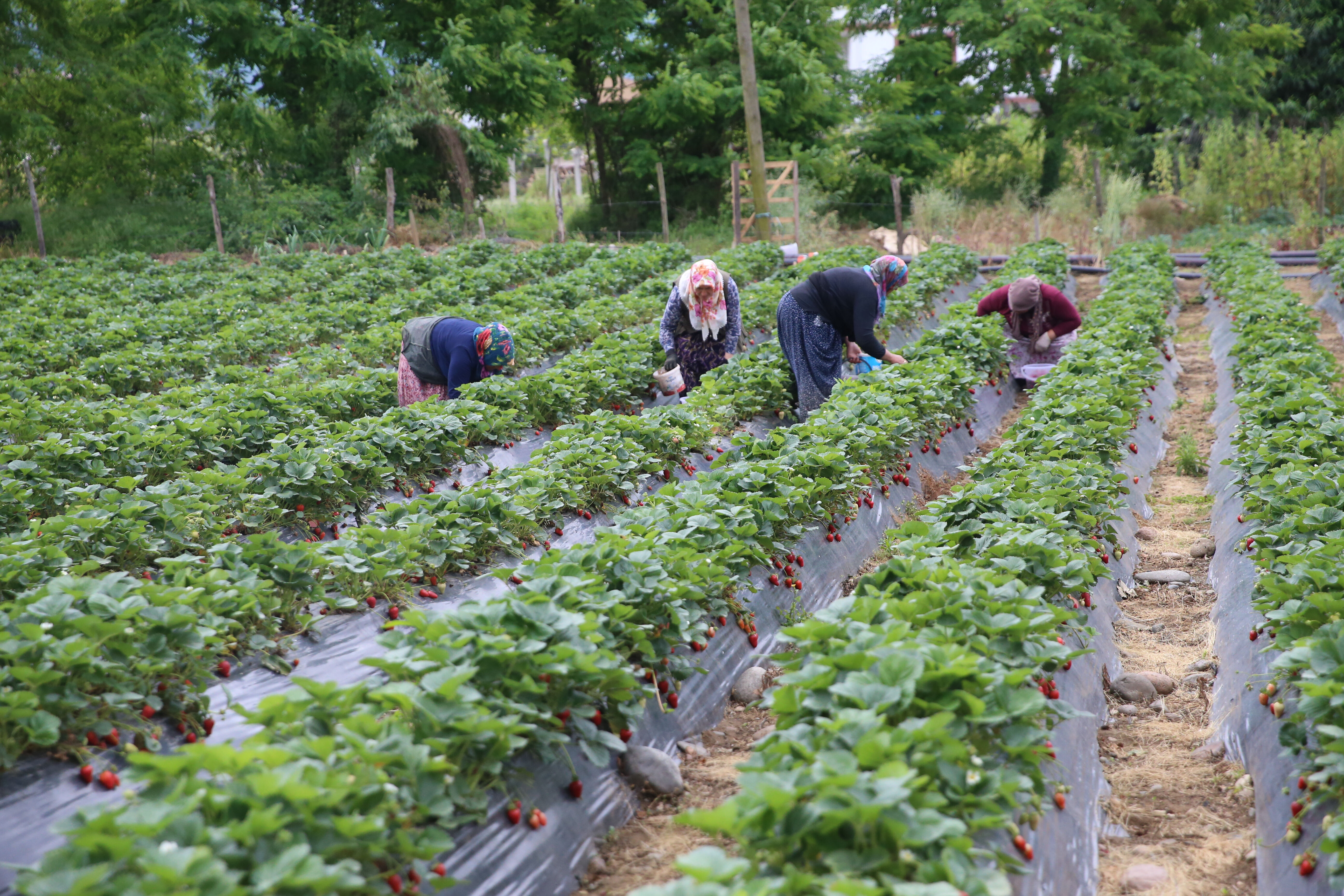 Kilosu 200 liradan satışta! &Uuml;retimi &ccedil;ok zor, toplaması fındıktan kolay... Kapış kapış gidiyor - 2. Resim
